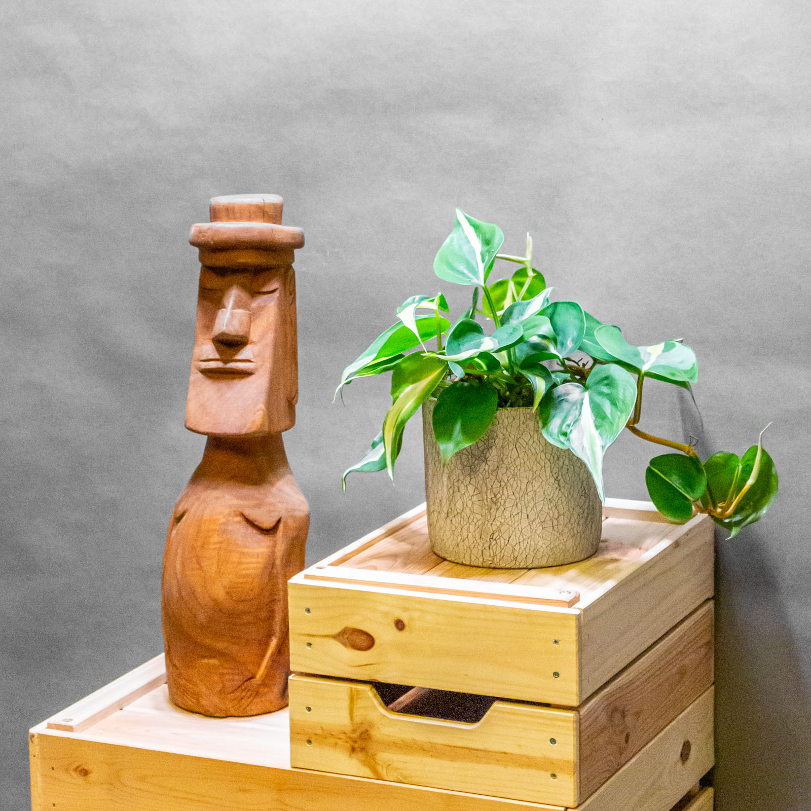 Philodendron Rio 12cm