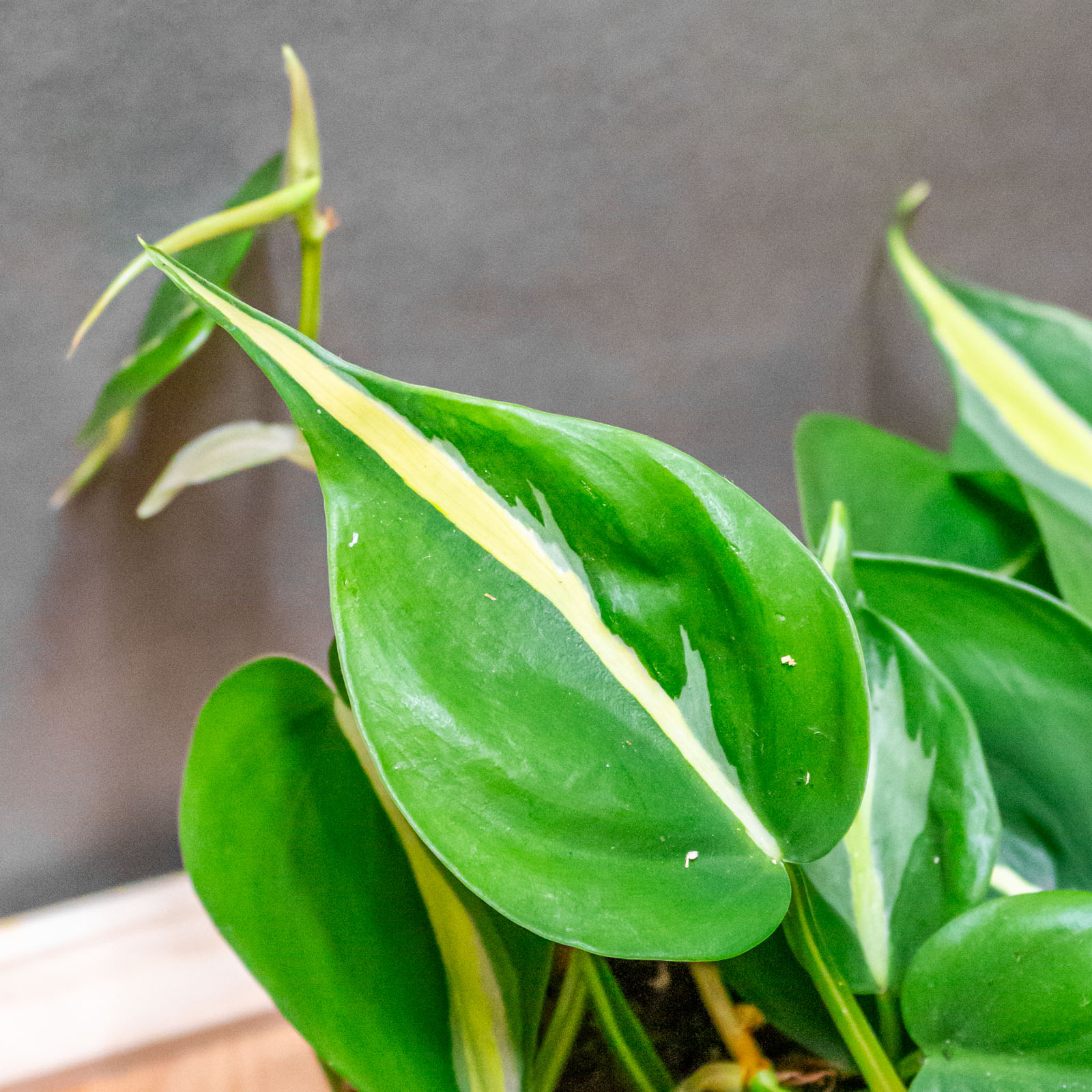 Philodendron Rio 12cm