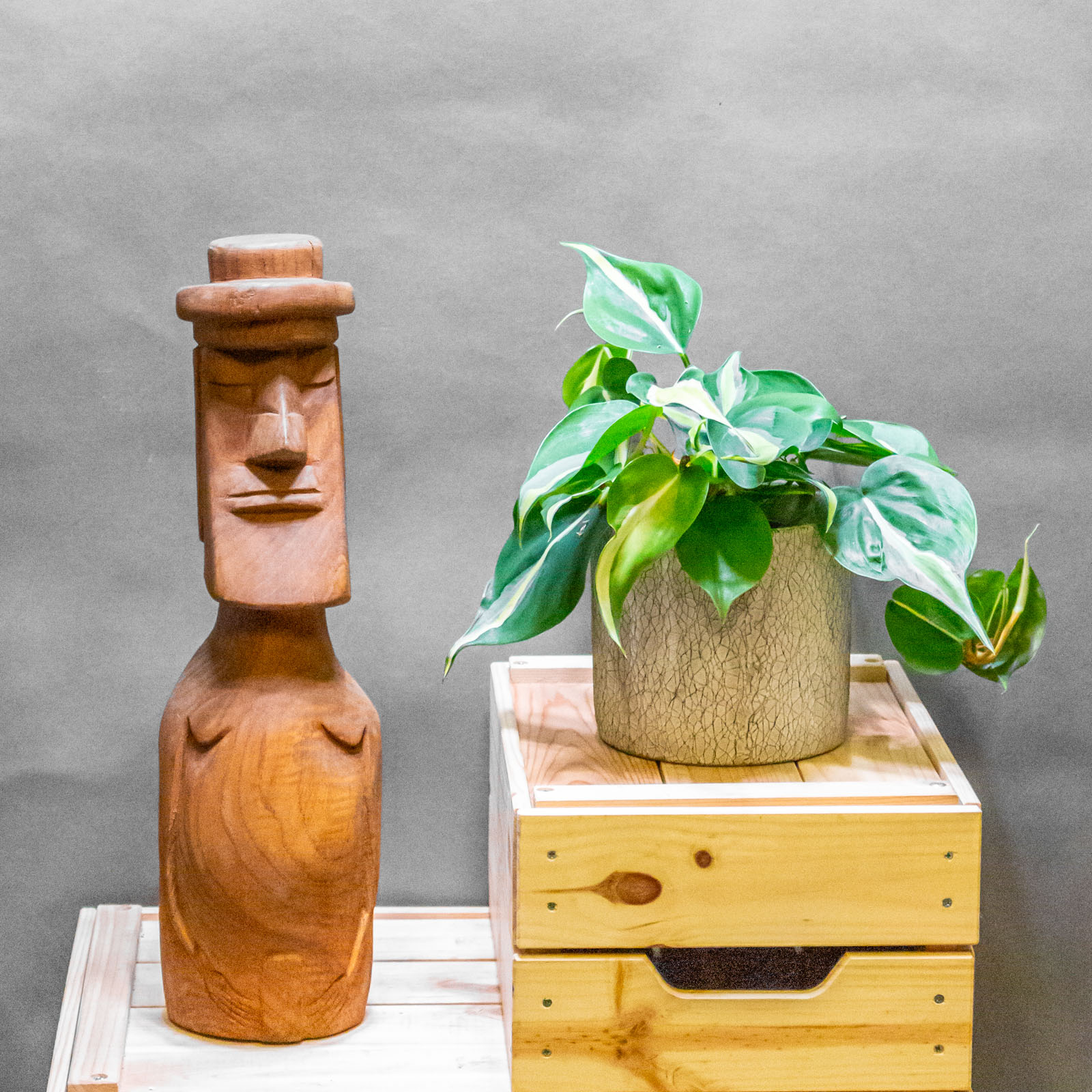 Philodendron Rio 12cm