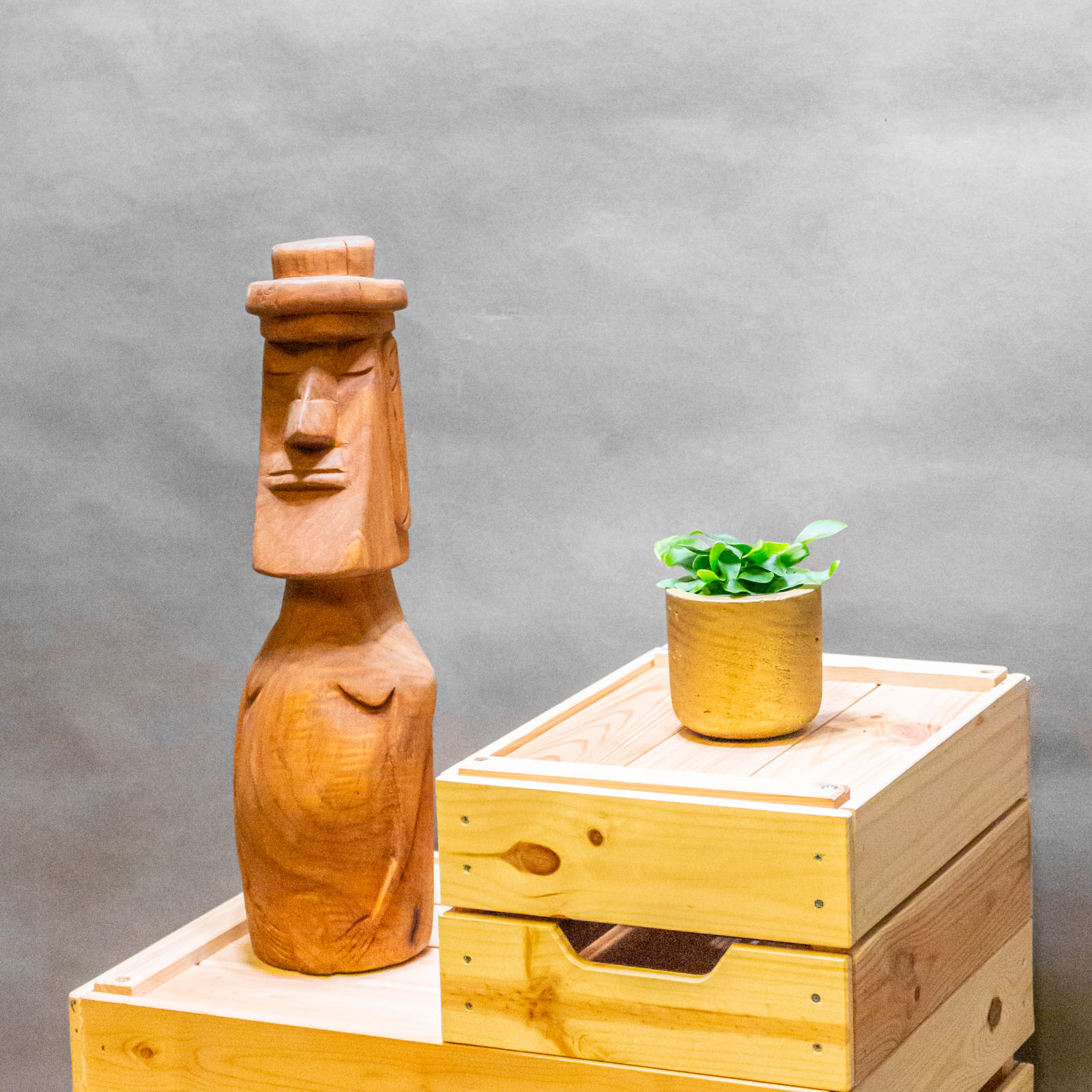 Platycerium Bifurcatum 6cm