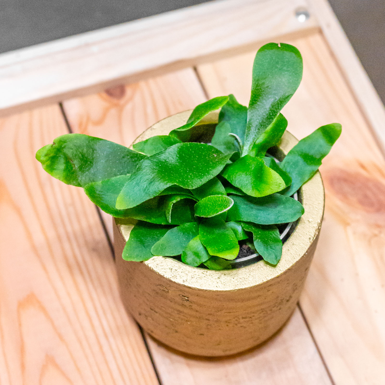 Platycerium Bifurcatum 6cm