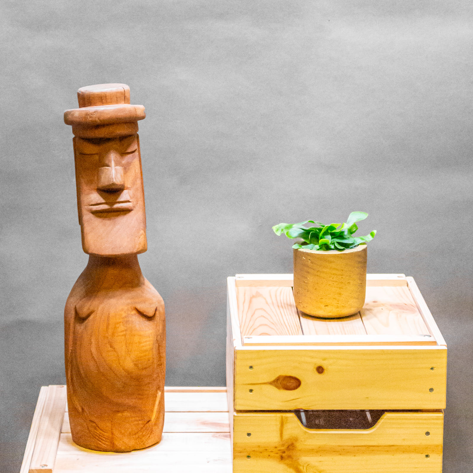 Platycerium Bifurcatum 6cm