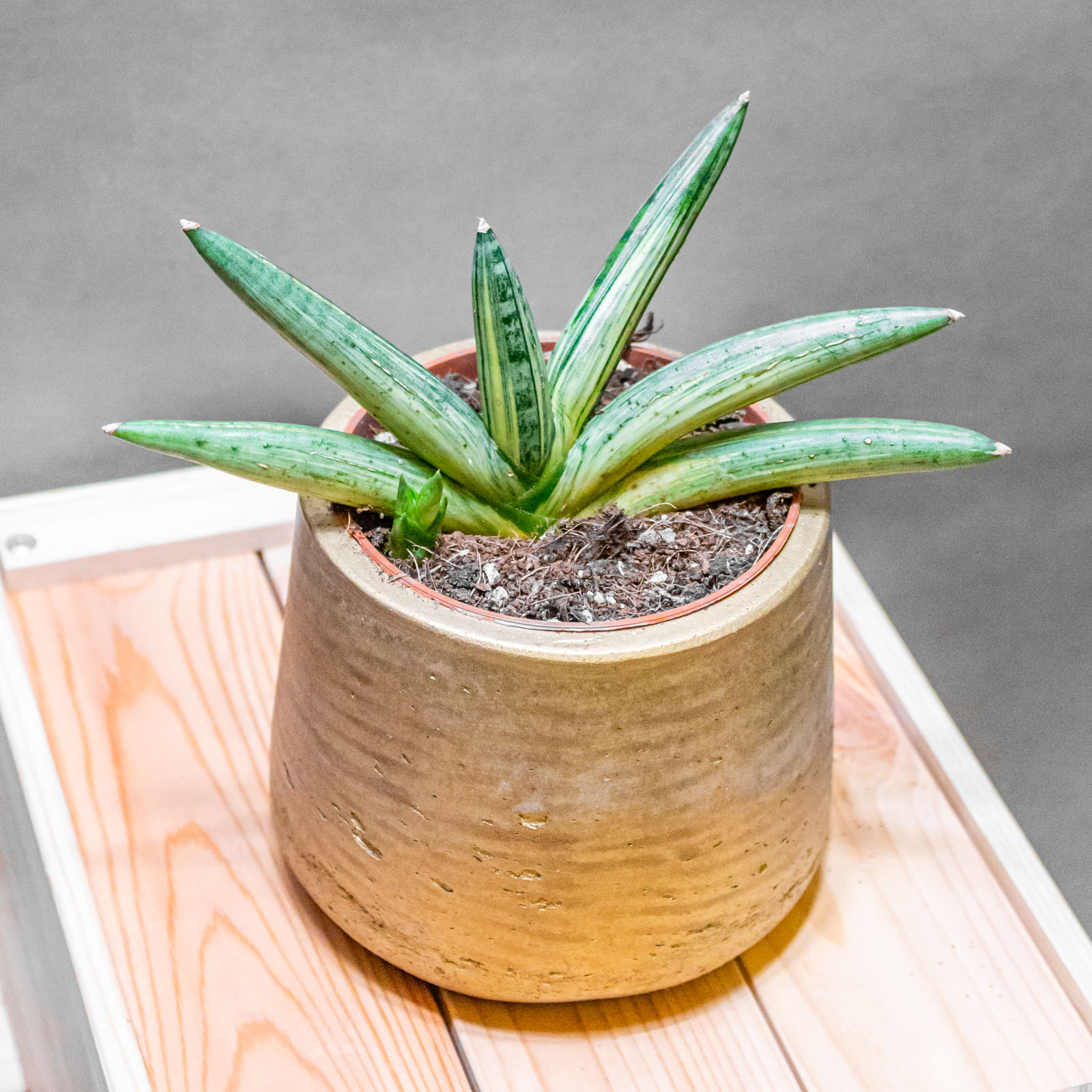 Sansevieria Boncel Variegata 10cm