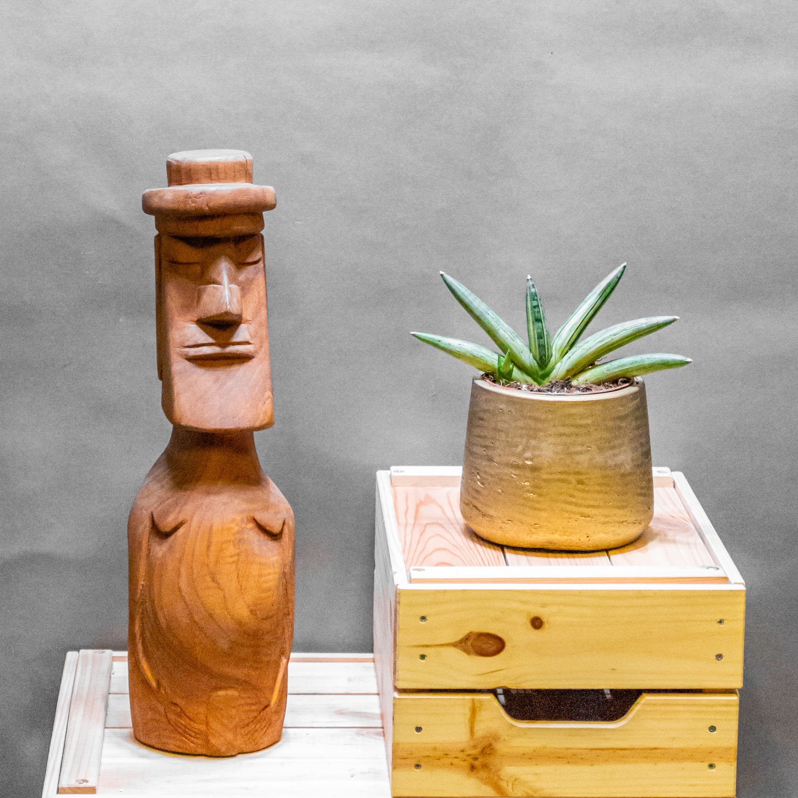 Sansevieria Boncel Variegata 10cm