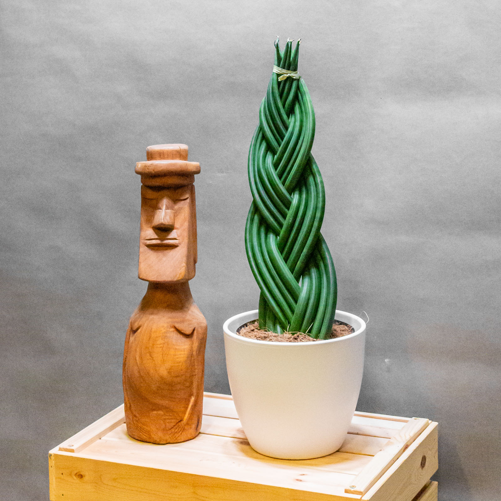 Sansevieria Cylindrica Braid 17cm