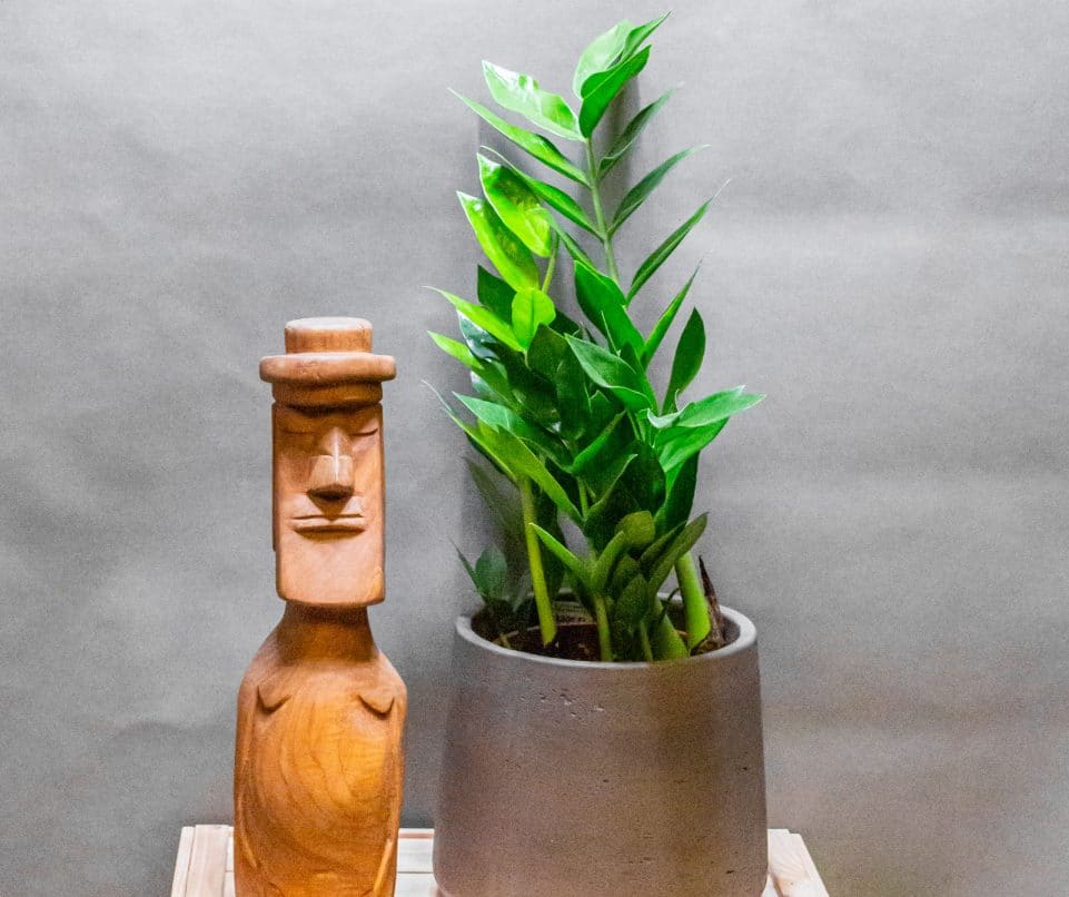 Zamioculcas Pixie 17cm