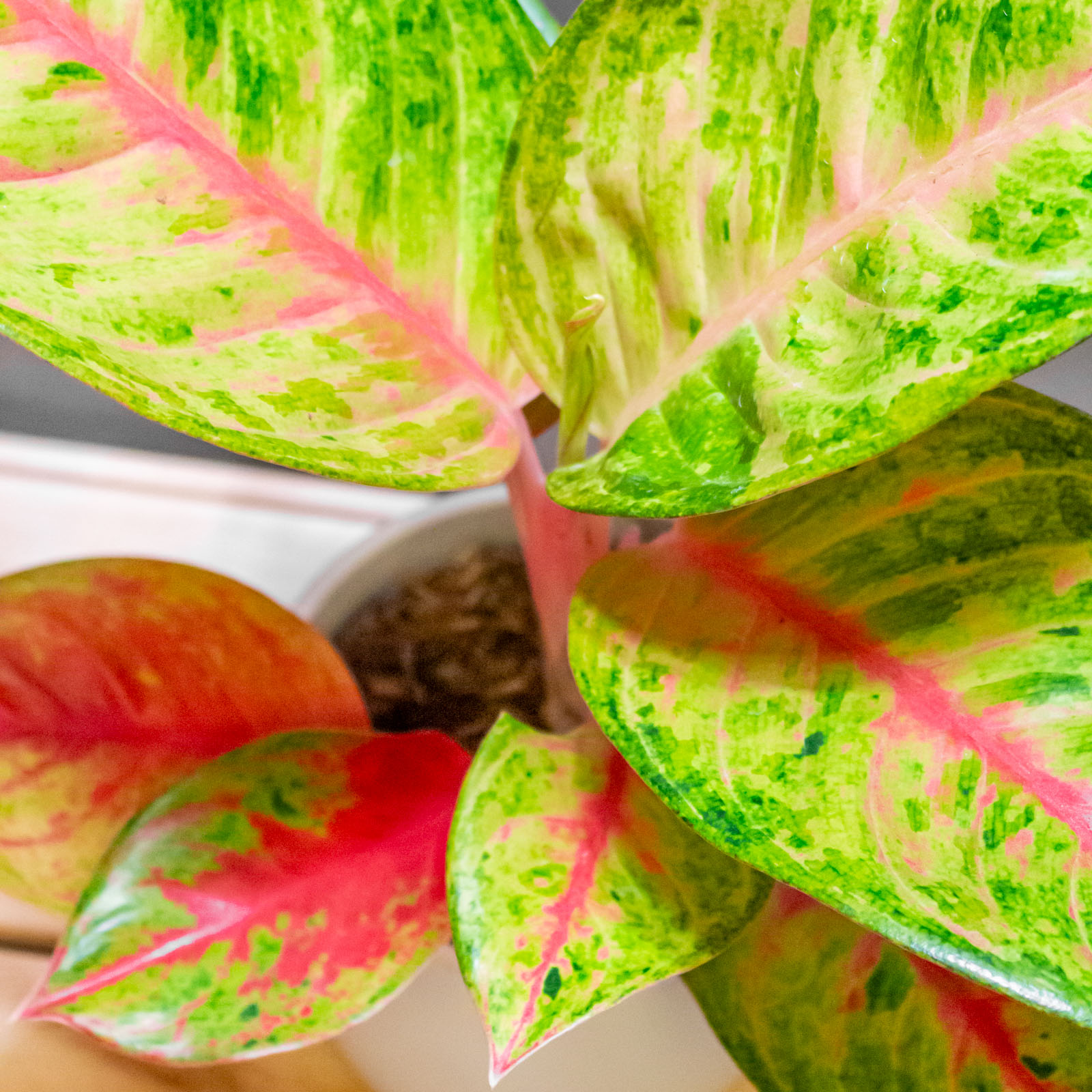 Aglaonema Gala Red 12cm