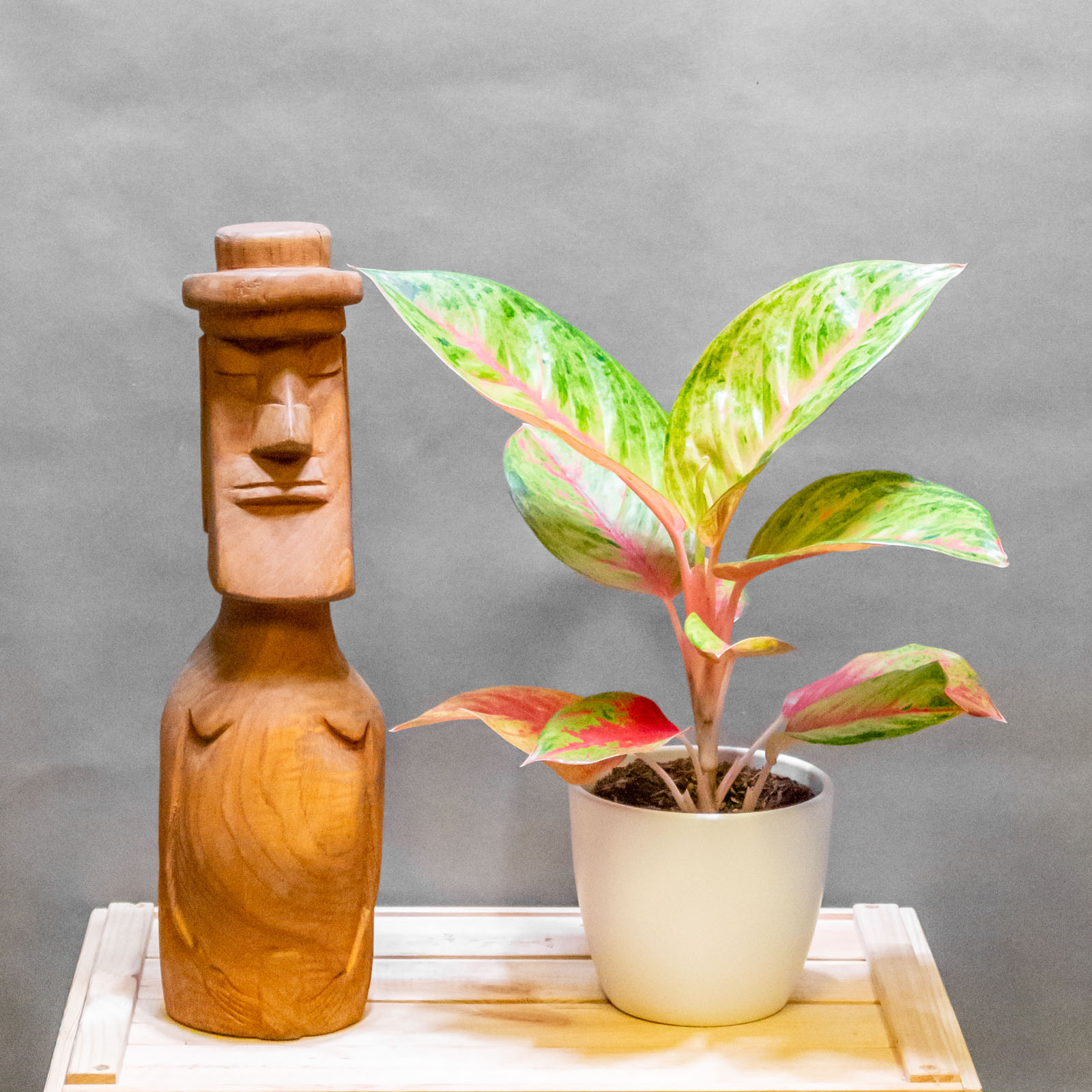 Aglaonema Gala Red 12cm