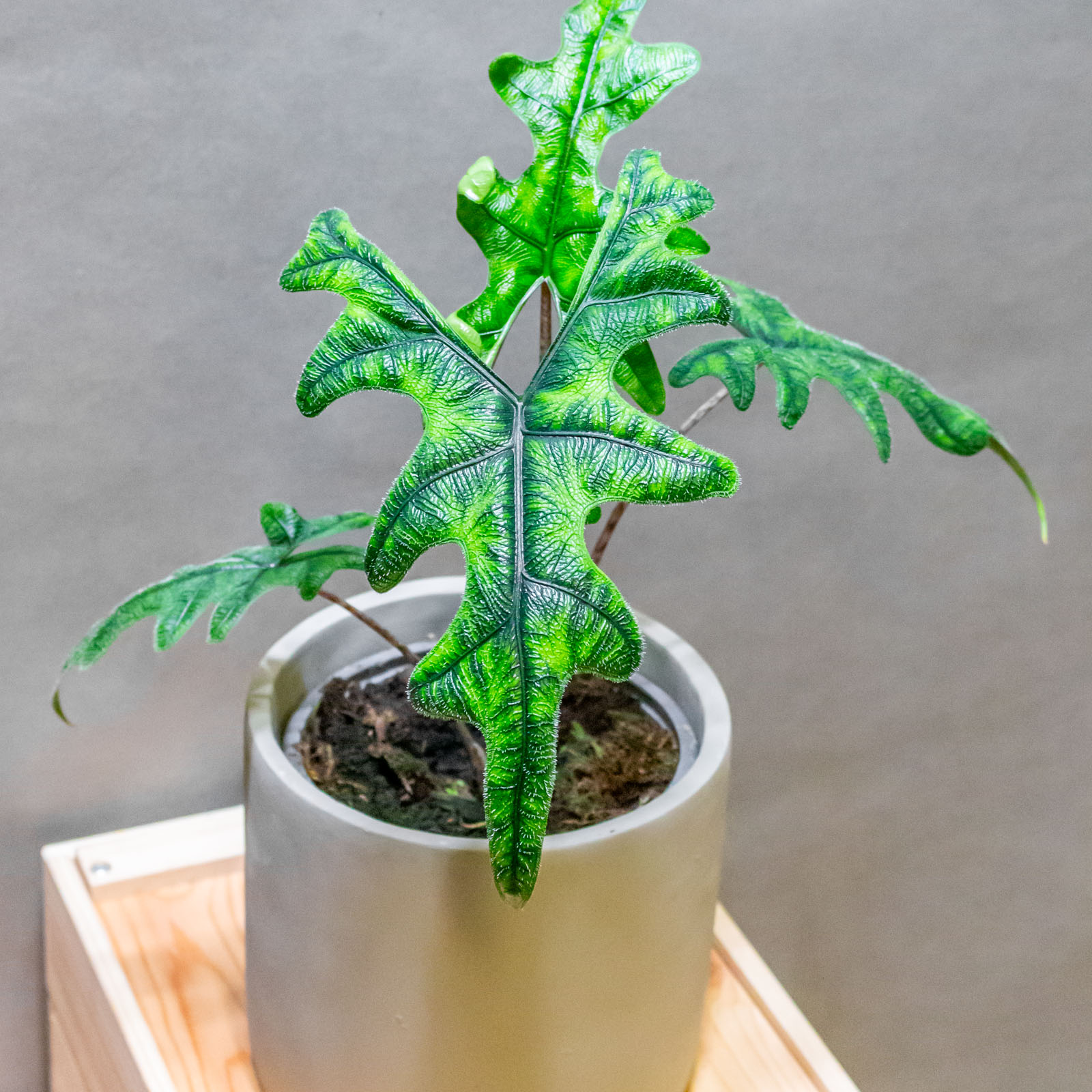 Alocasia Sumatra 14cm