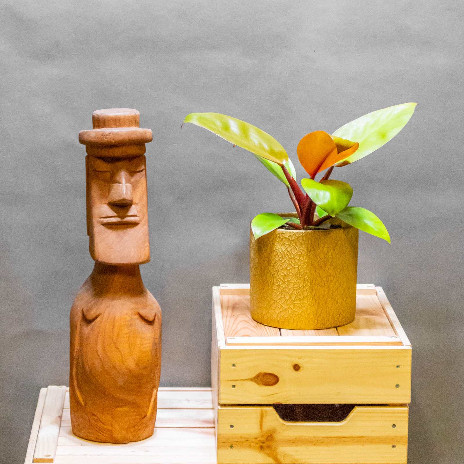 Philodendron Mars 12cm