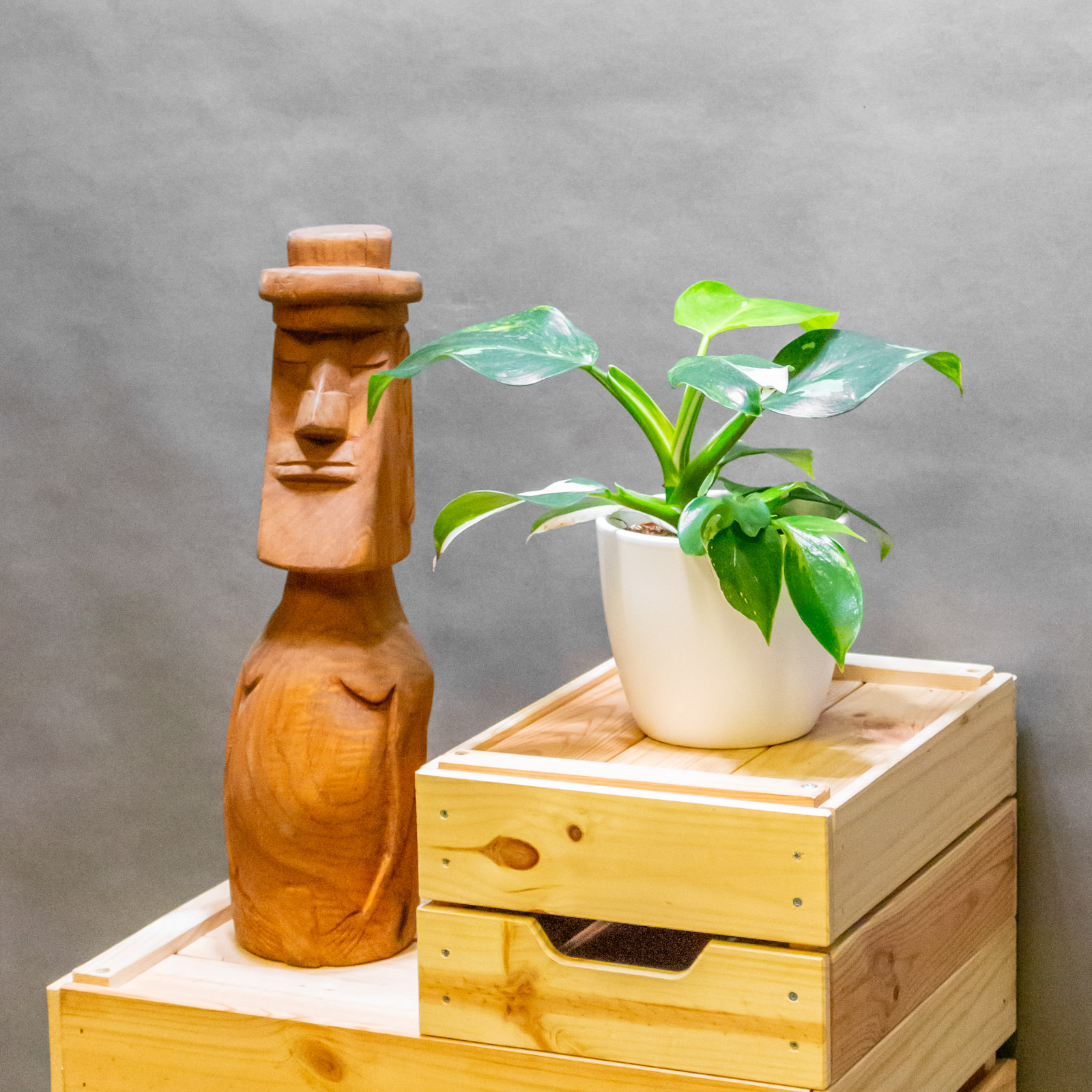 Philodendron White Wizard Tricolor 19cm