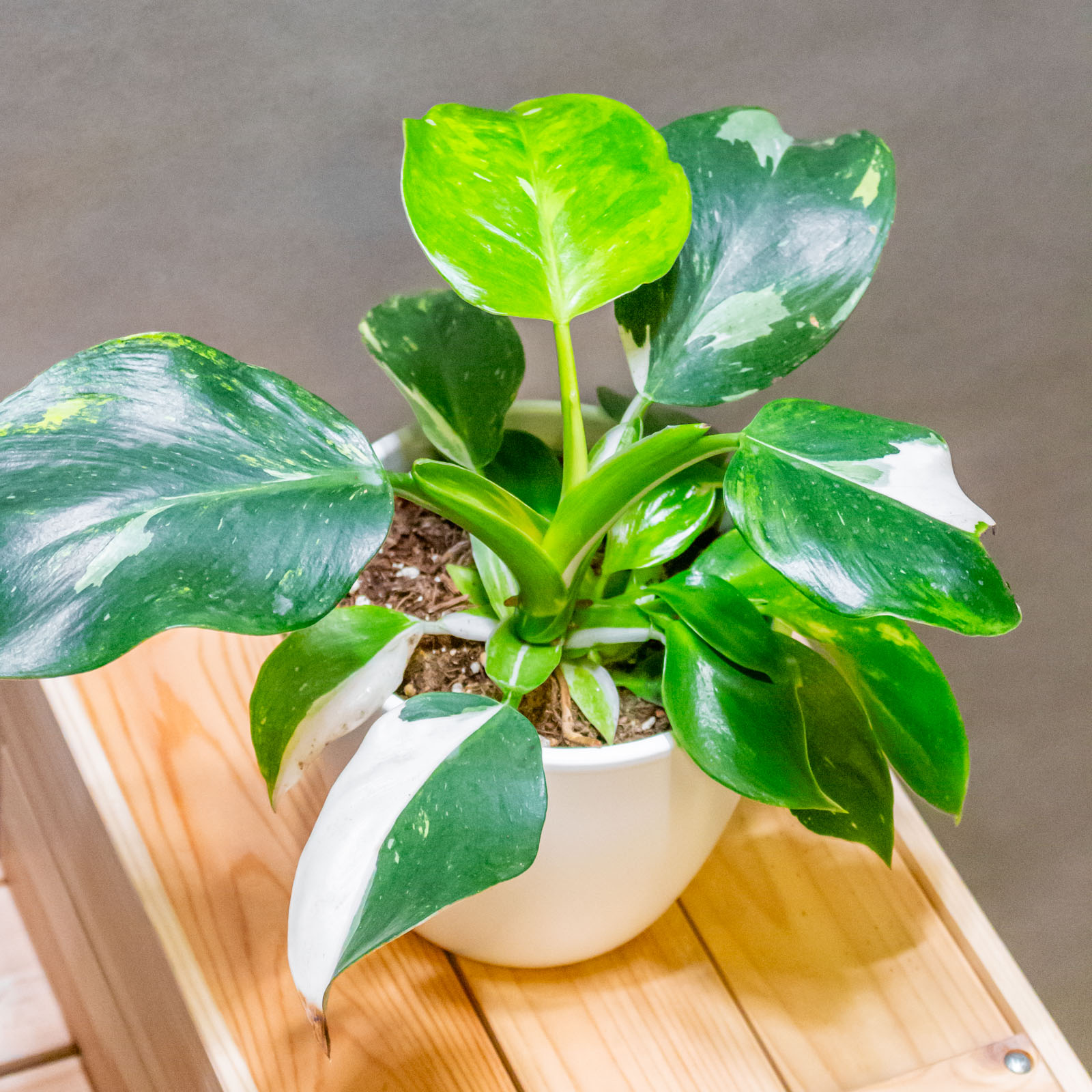 Philodendron White Wizard Tricolor 19cm
