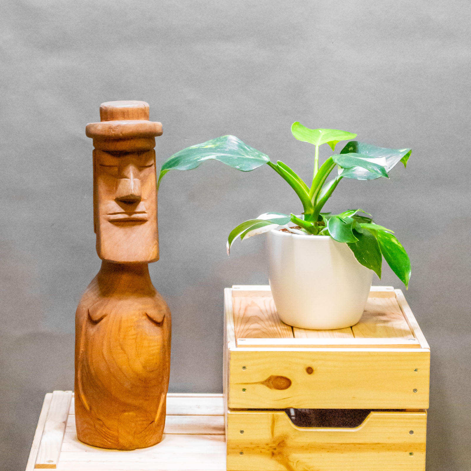 Philodendron White Wizard Tricolor 19cm