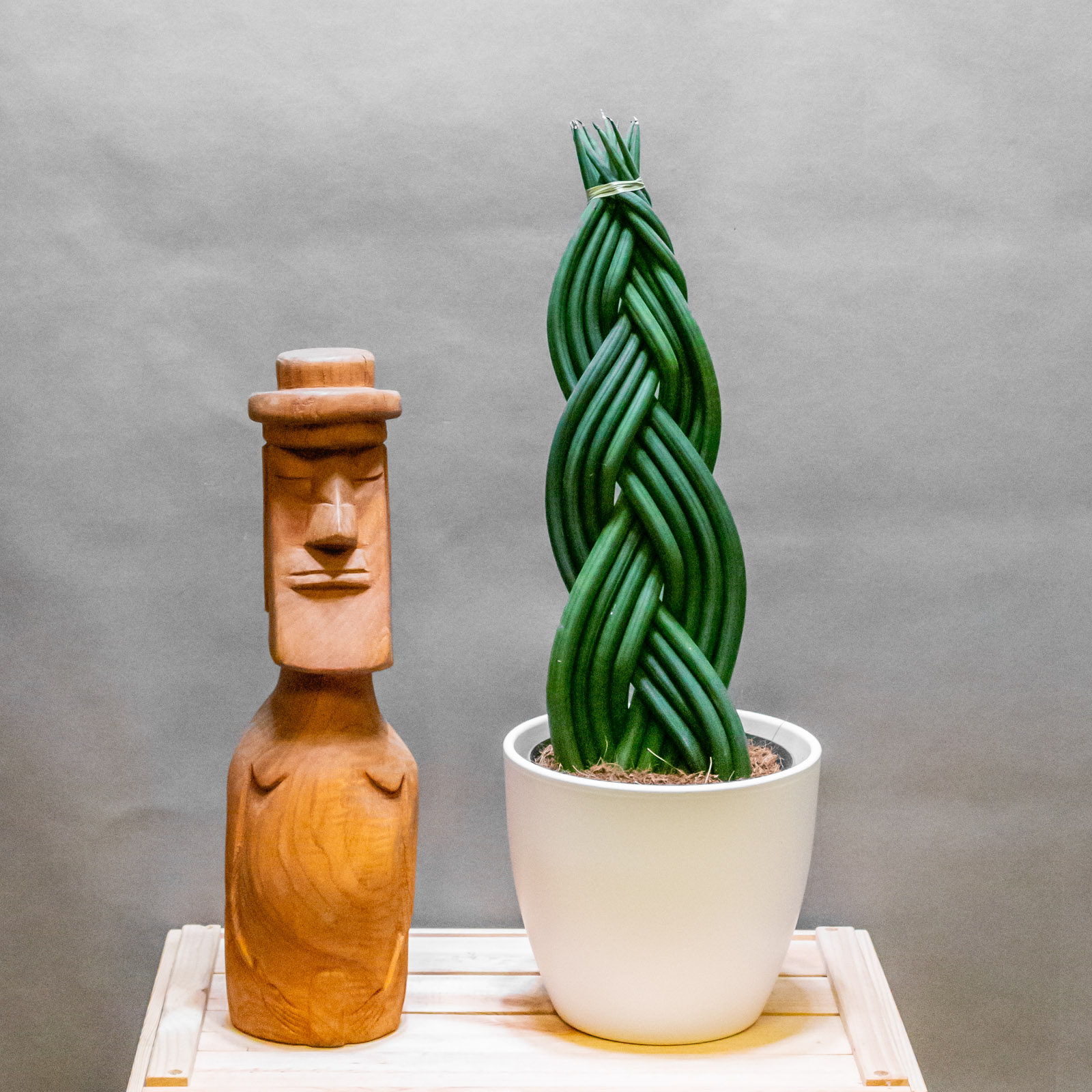 Sansevieria Cylindrica Braid 17cm