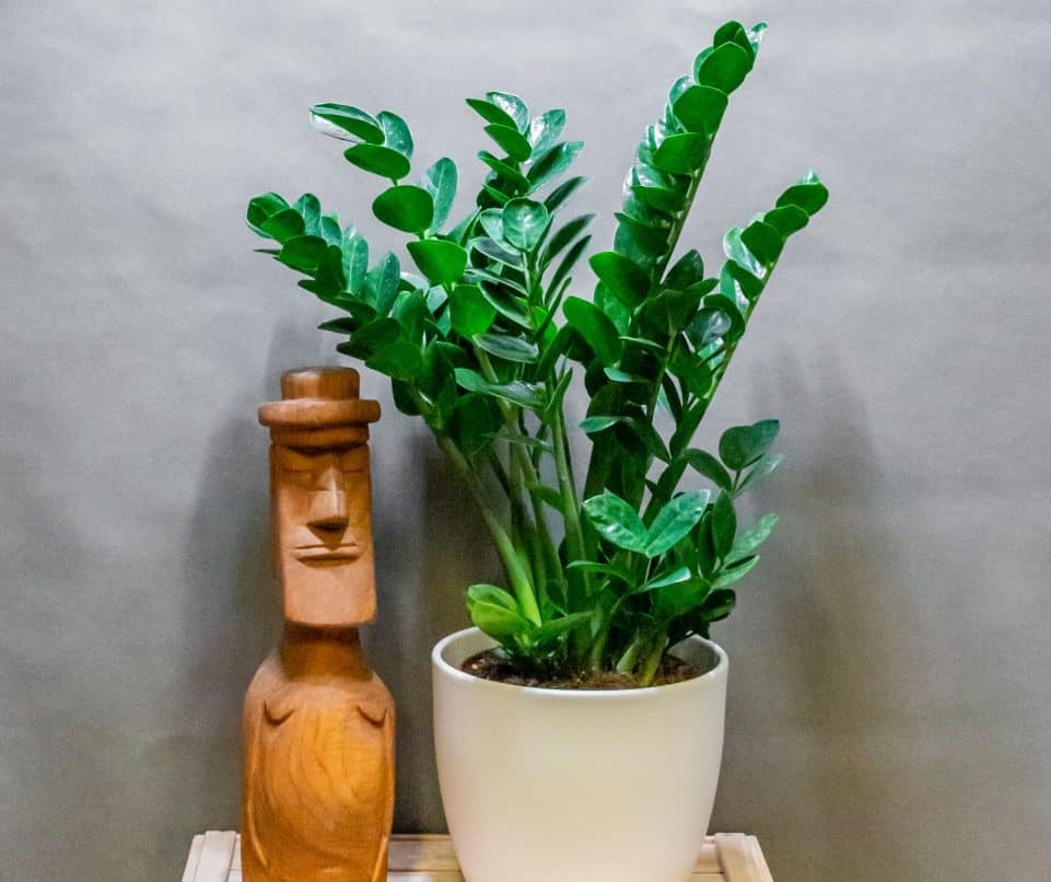Zamioculcas Midori 19cm