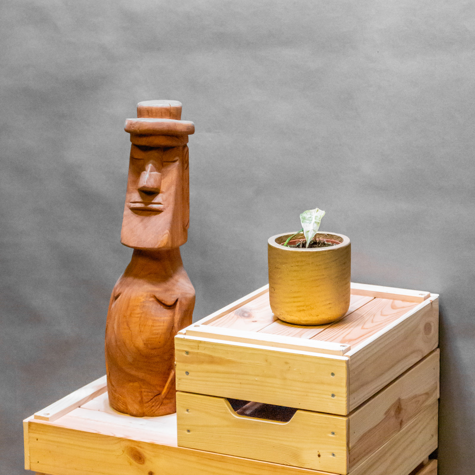 Alocasia Polly Yellow Variegata 8cm