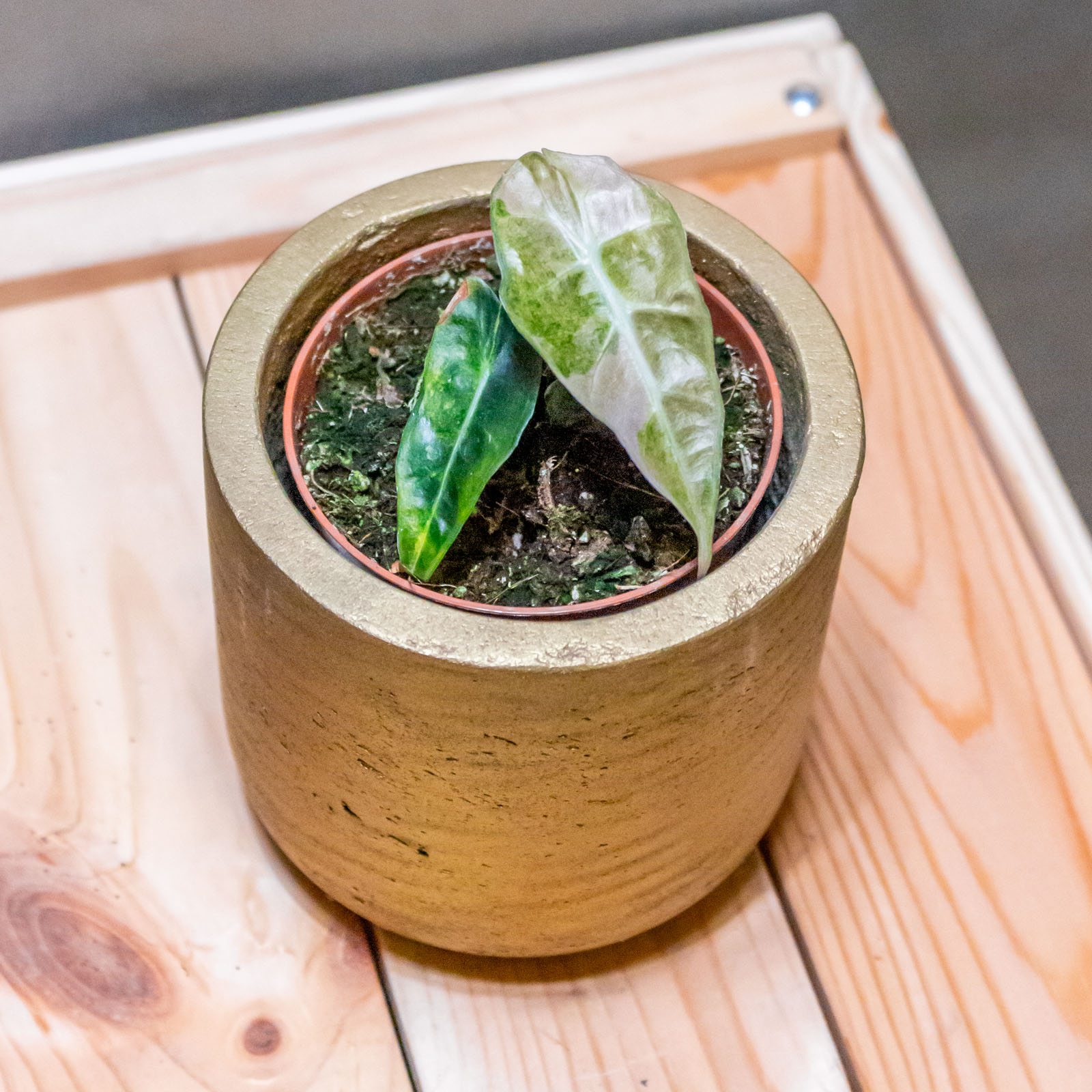 Alocasia Polly Yellow Variegata 8cm