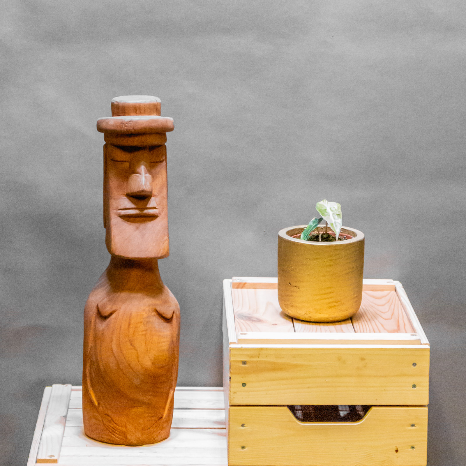 Alocasia Polly Yellow Variegata 8cm