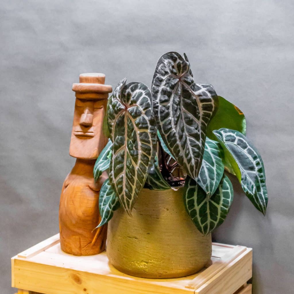 Anthurium DocBlock Michelle - Moai Jungle