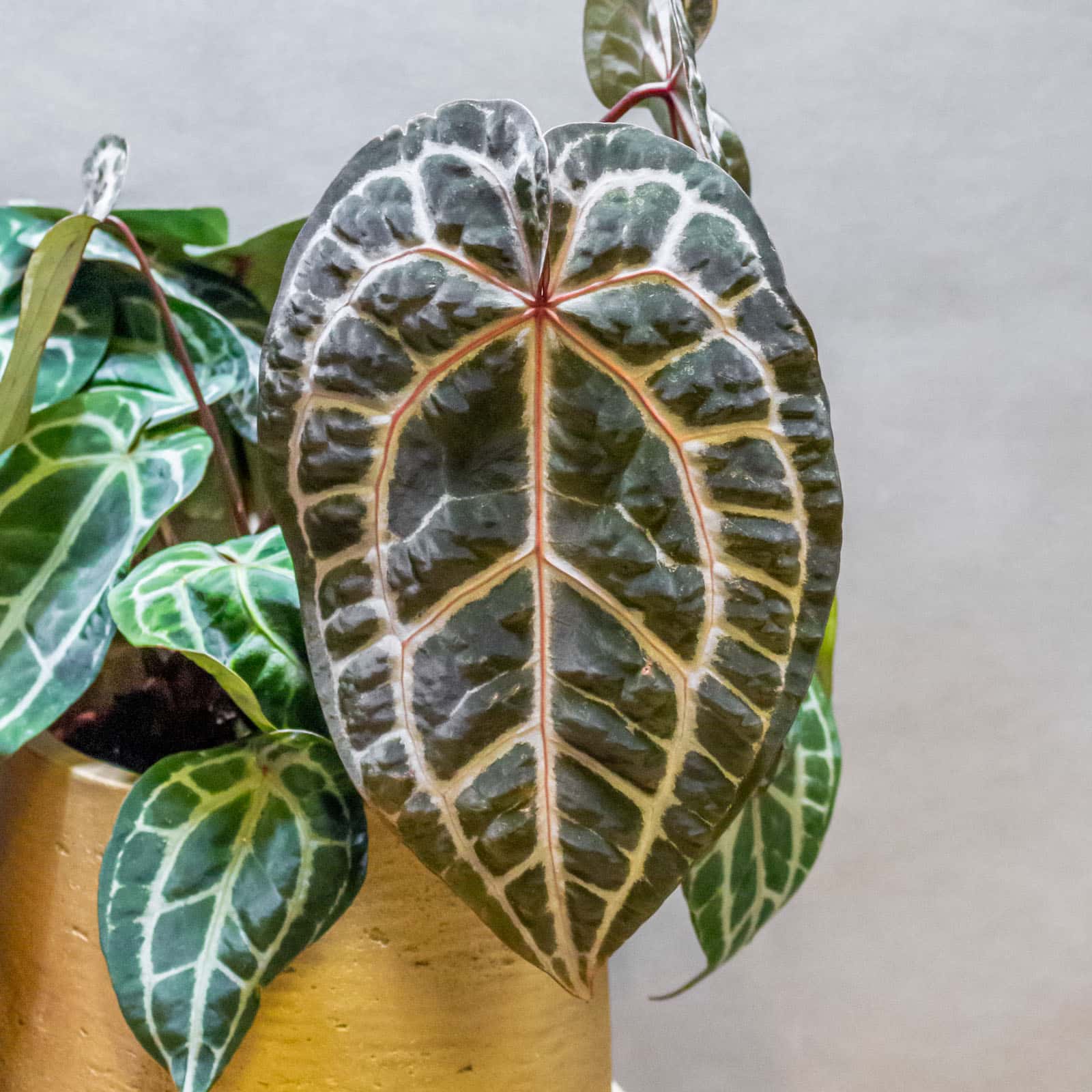 Anthurium DocBlock Michelle - Moai Jungle