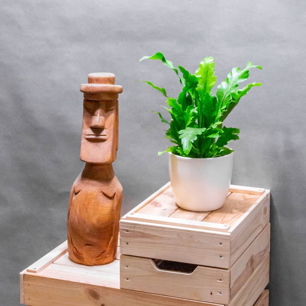 Asplenium Campio 12cm