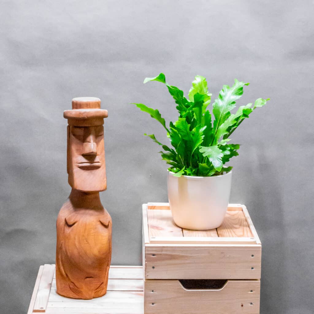 Asplenium Campio 12cm