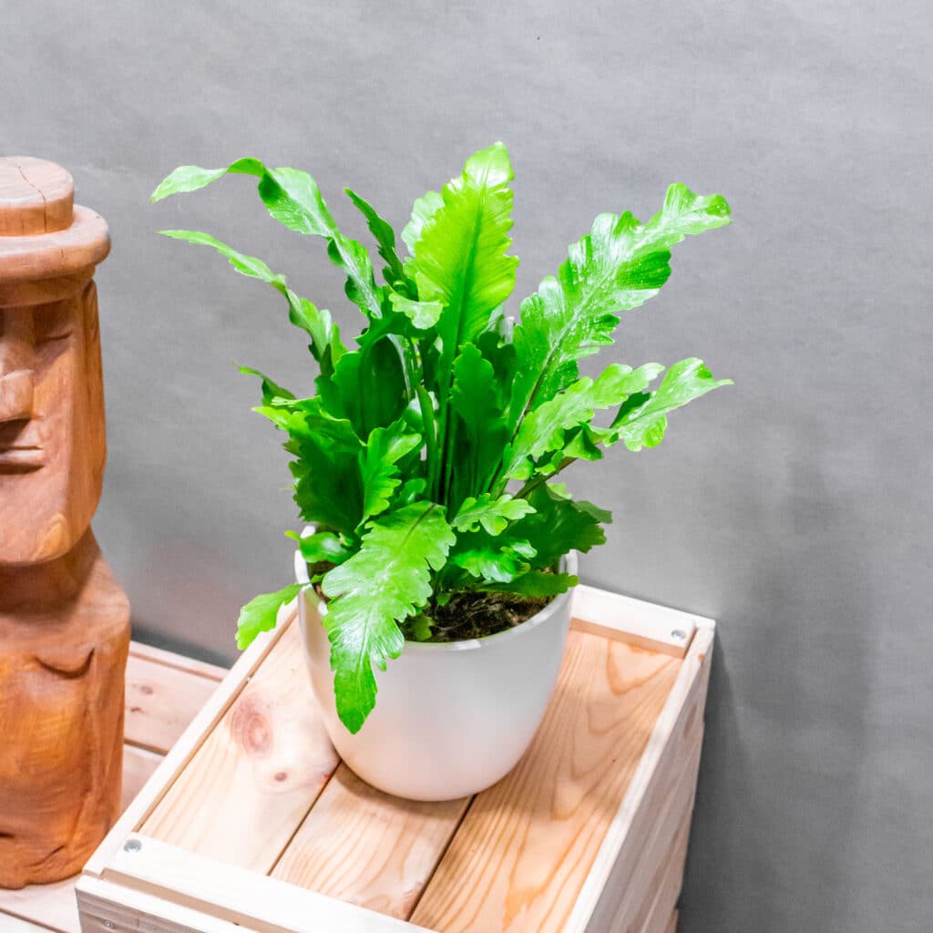 Asplenium Campio 12cm