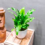 Asplenium Campio 12cm