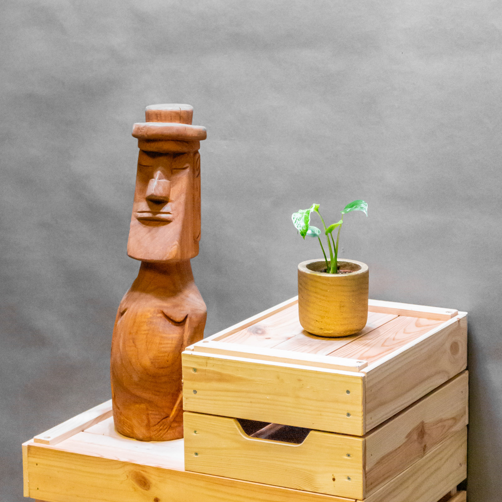 Monstera Bulbasaur 6cm