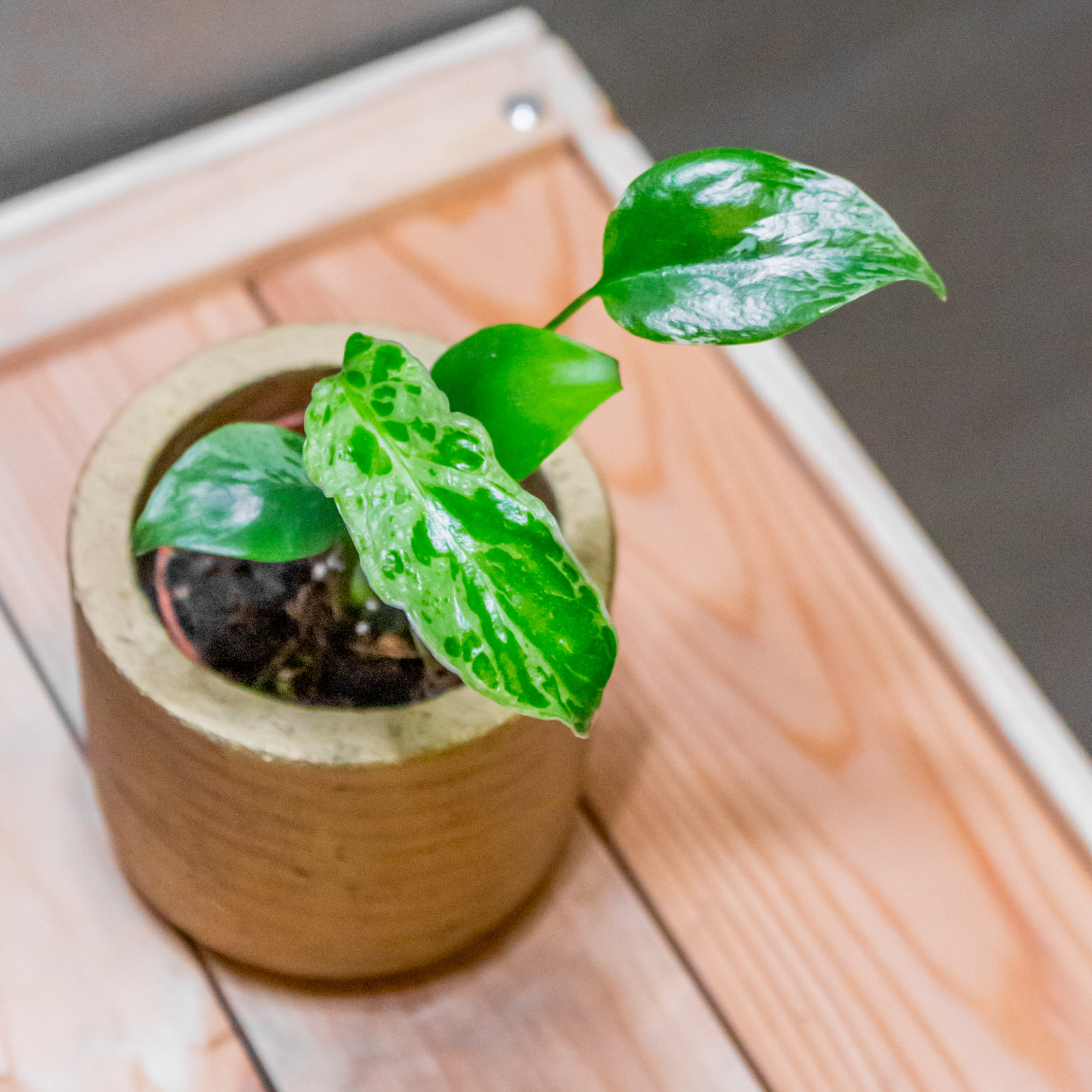 Monstera Bulbasaur 6cm