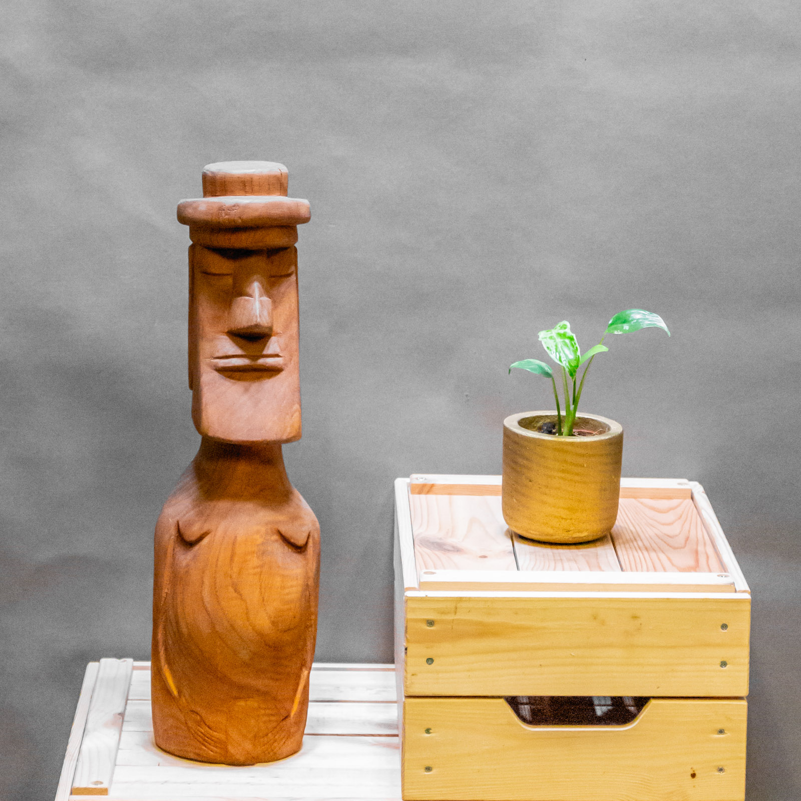 Monstera Bulbasaur 6cm