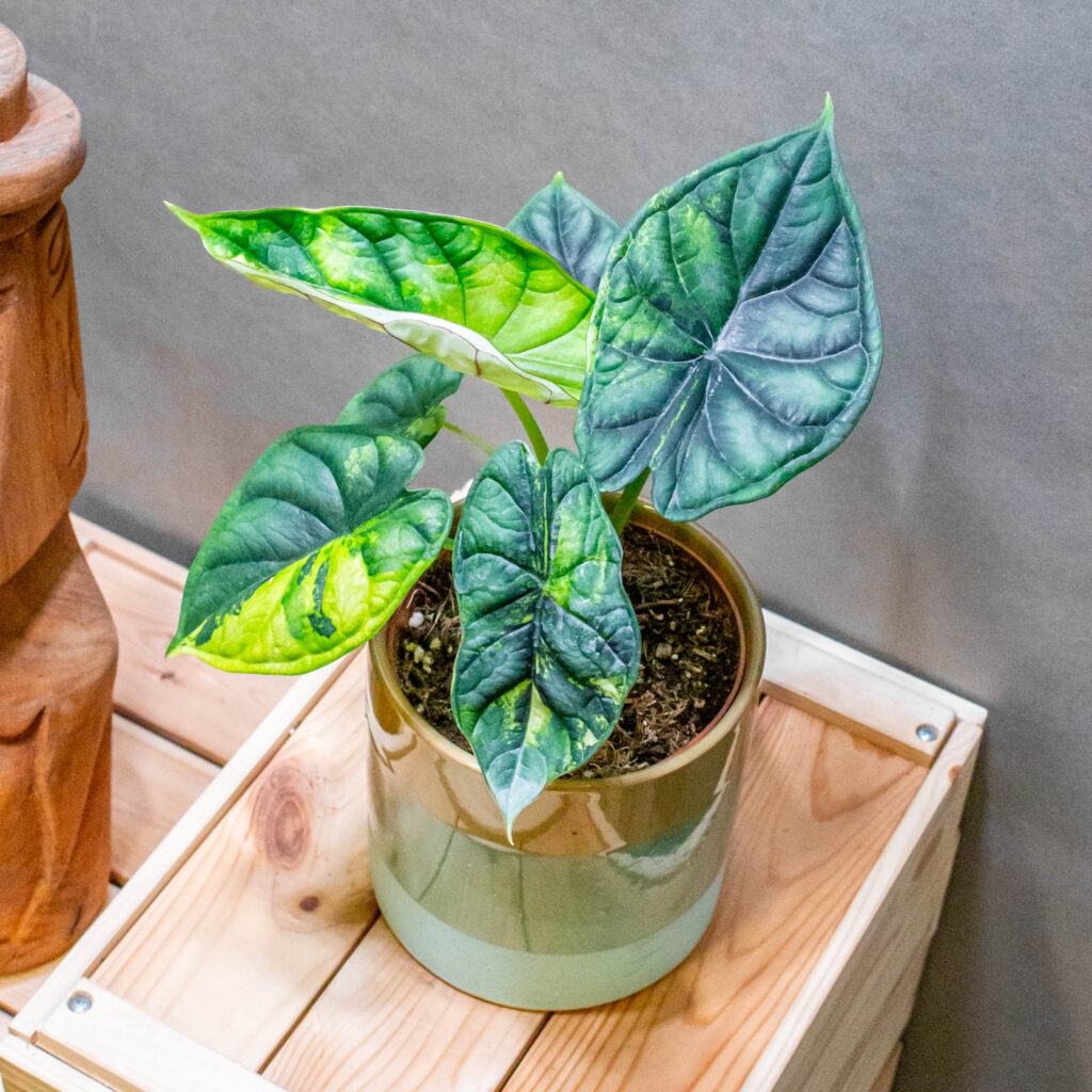 Alocasia Dragon Scale Variegata - Moai Jungle - Több, mint