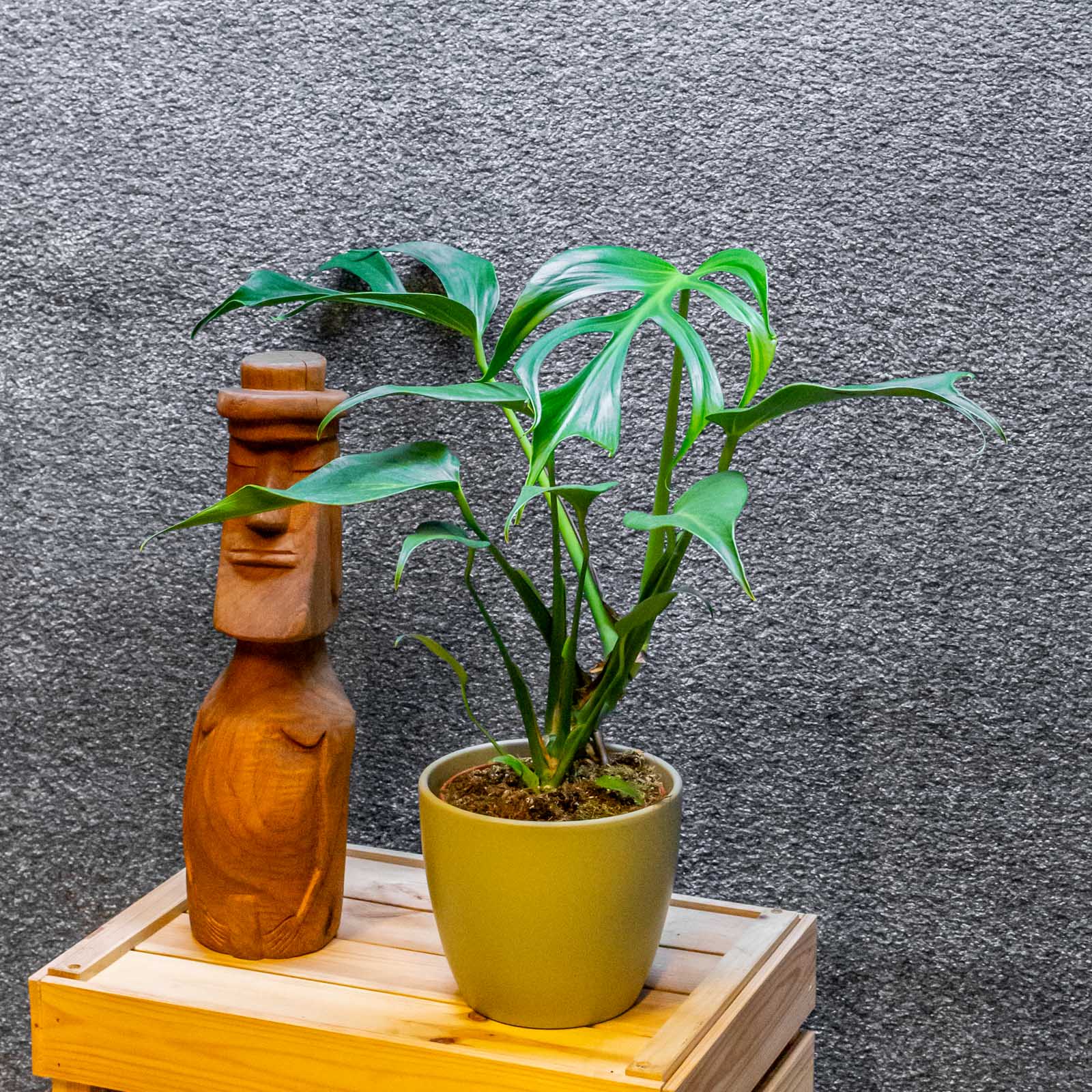 Monstera Burle Marx Flame 15cm