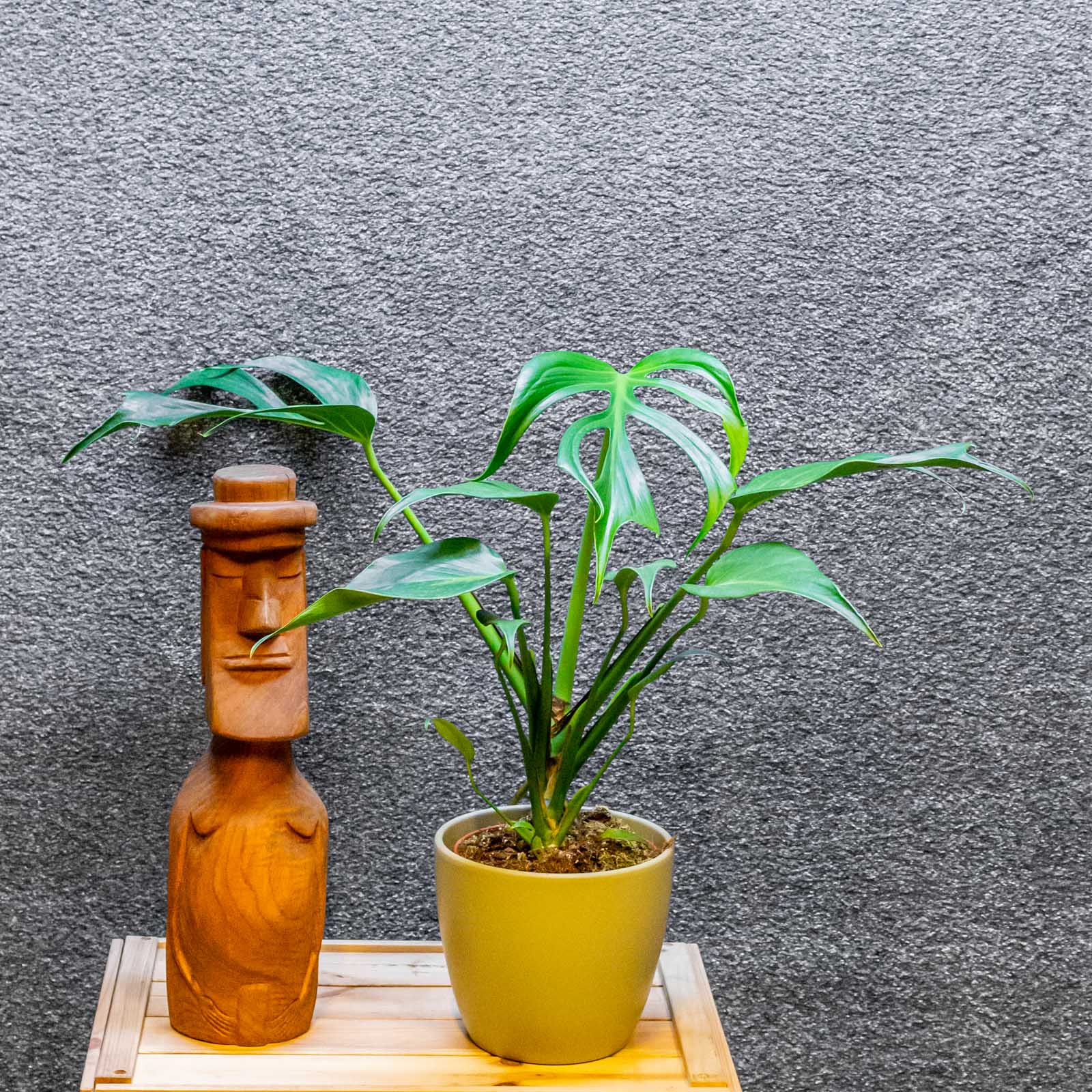 Monstera Burle Marx Flame 15cm
