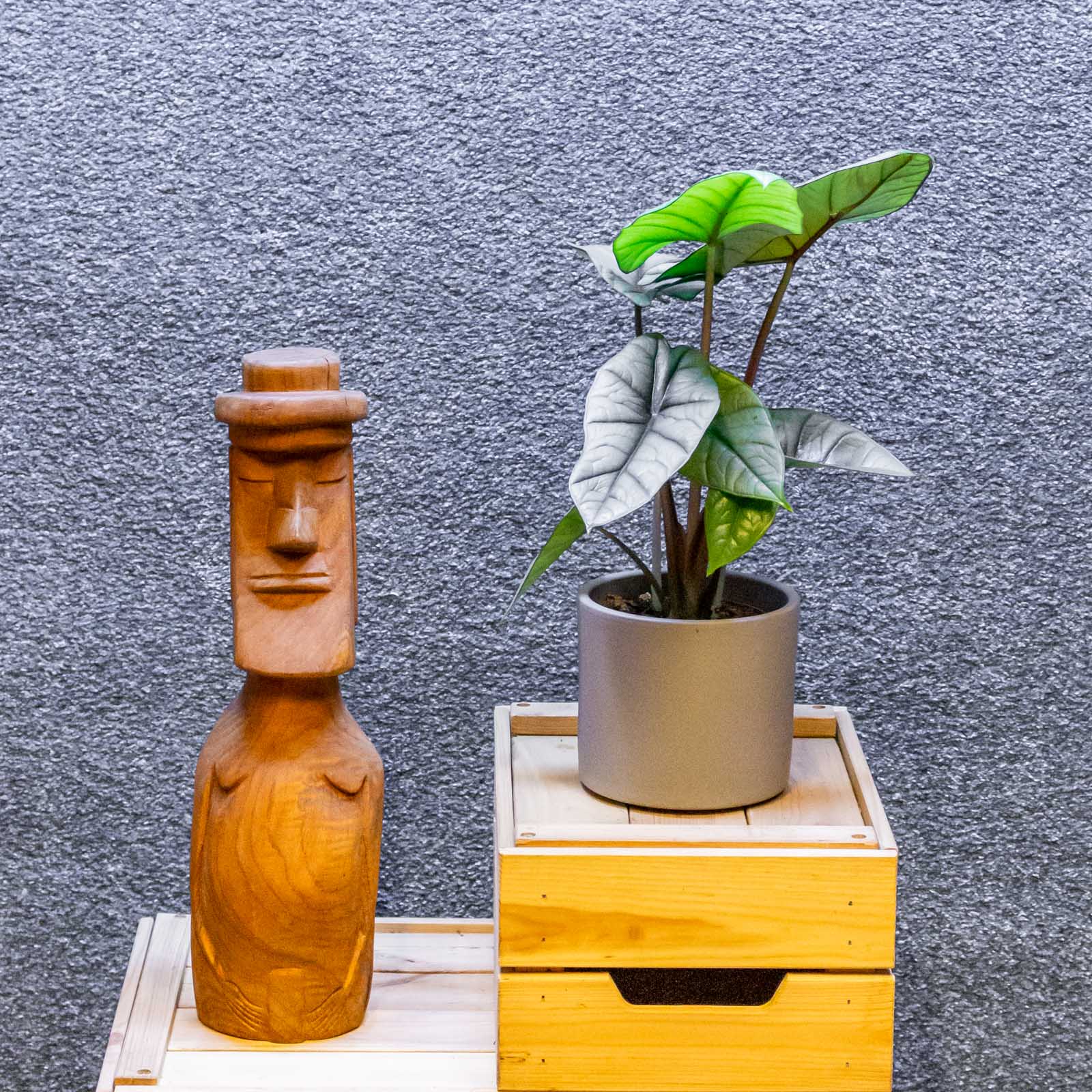 Alocasia Platinum 11cm