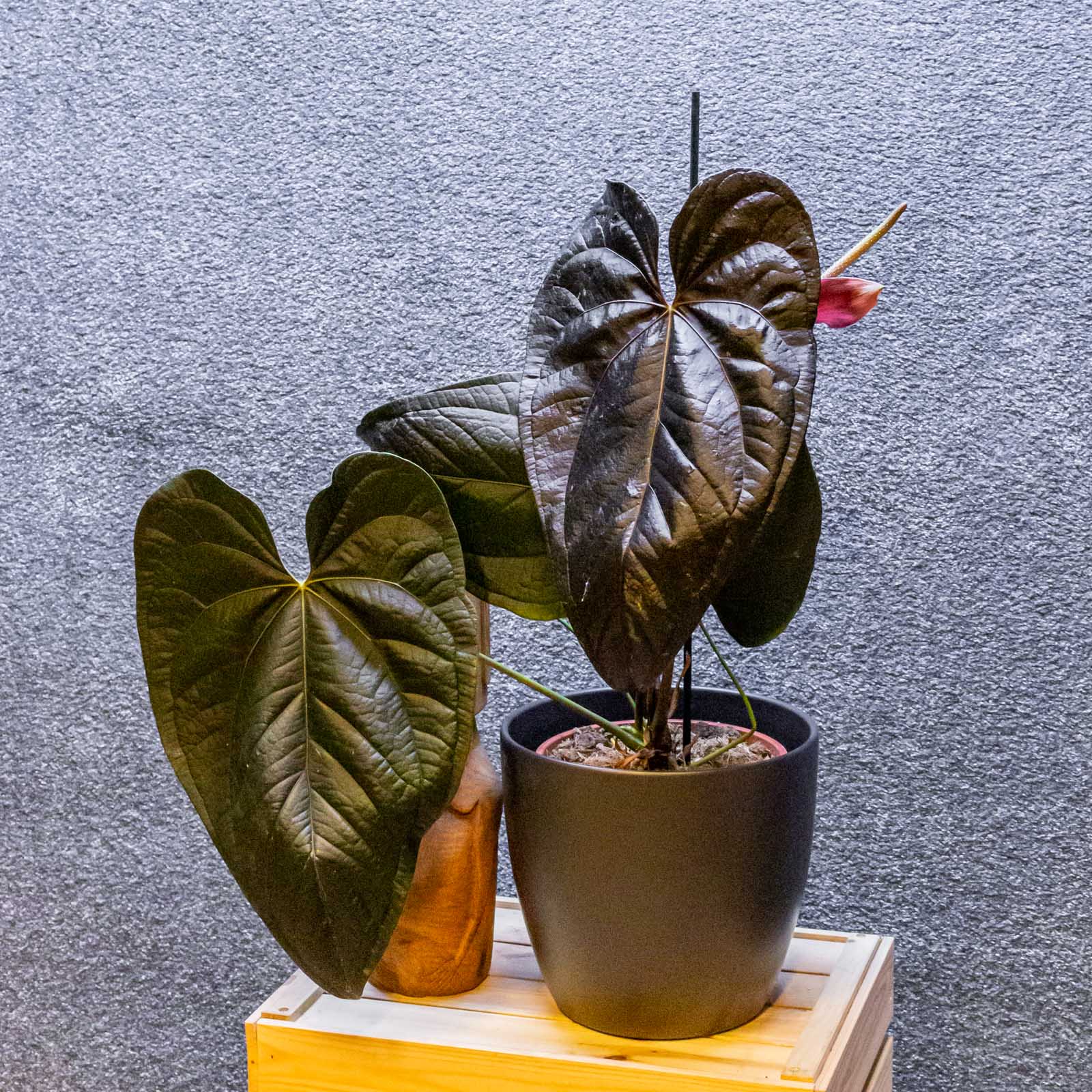 Anthurium Queen of Hearts 21cm
