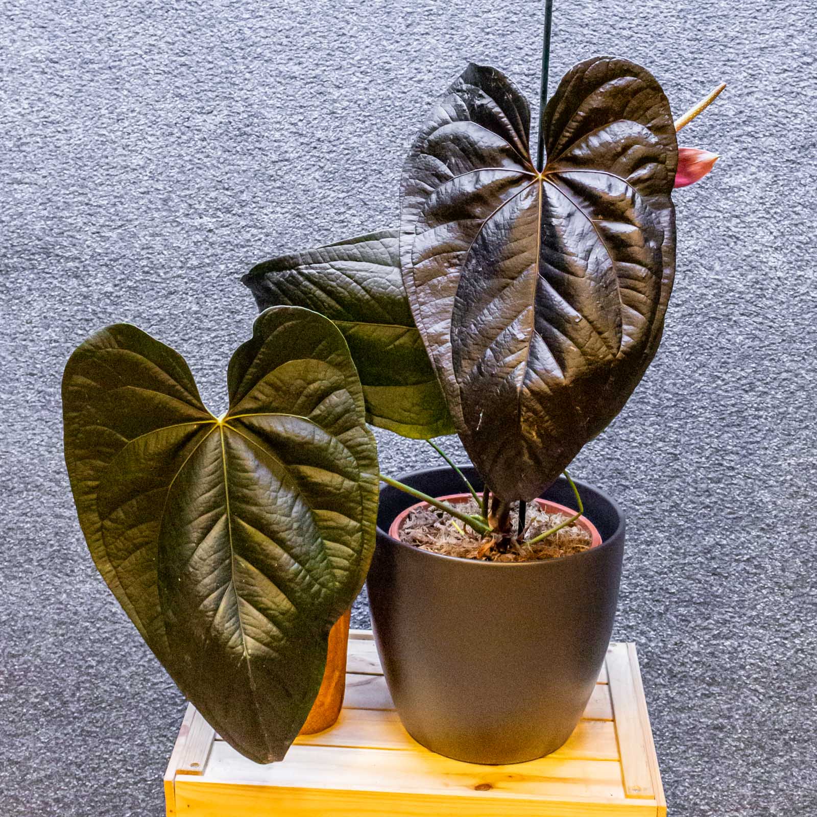 Anthurium Queen of Hearts 21cm