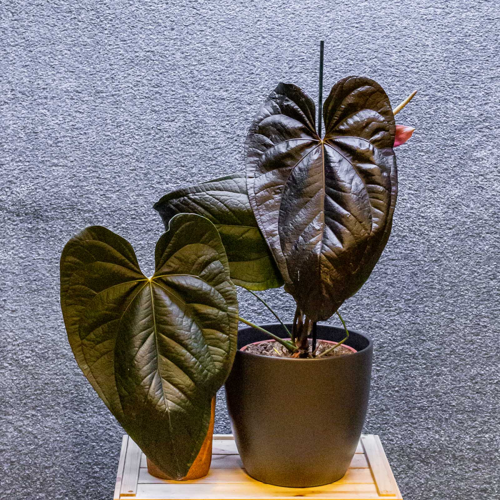 Anthurium Queen of Hearts 21cm