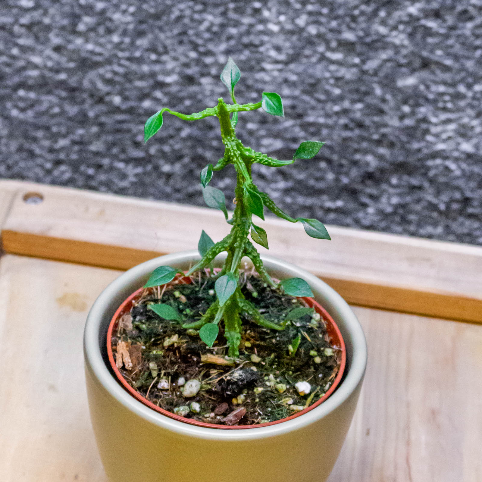 Ceropegia Simonaea 8cm