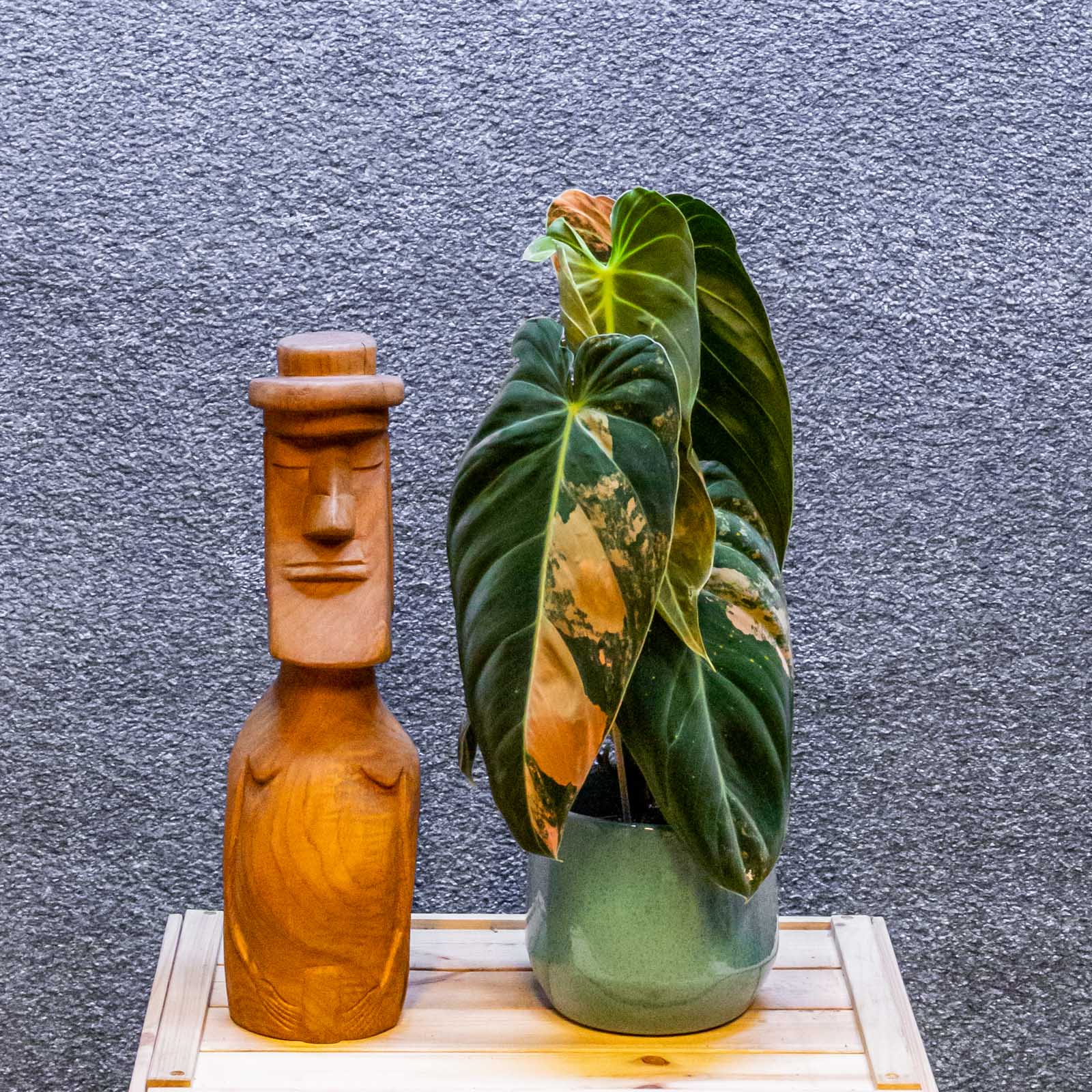 Philodendron Melanochrysum Variegata 12cm