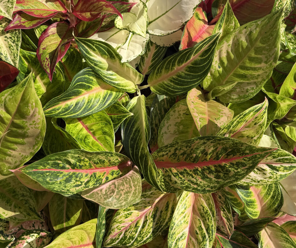 Aglaonema gondozás A-tól Z-ig: Teljes útmutató
