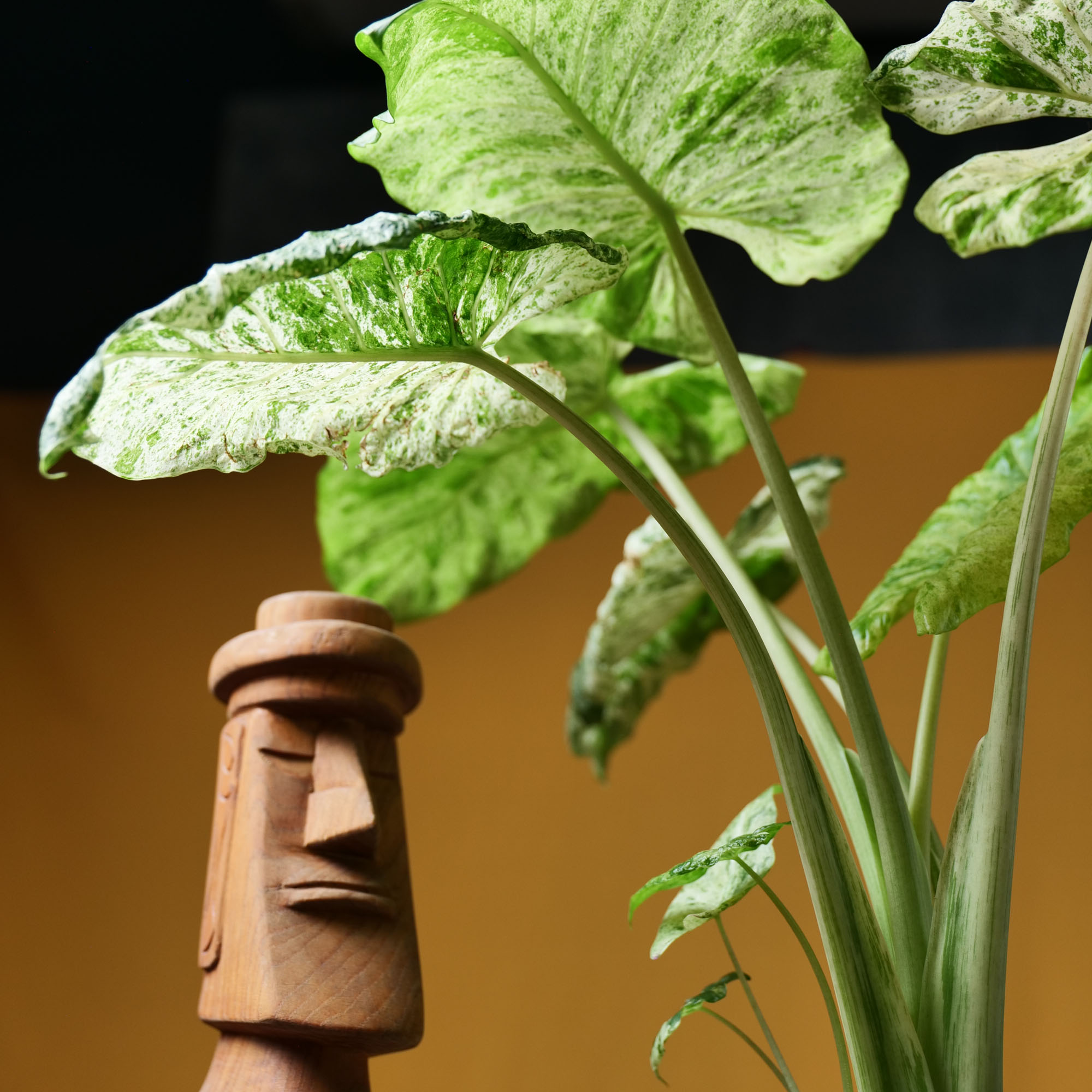 Alocasia Camouflage 17cm