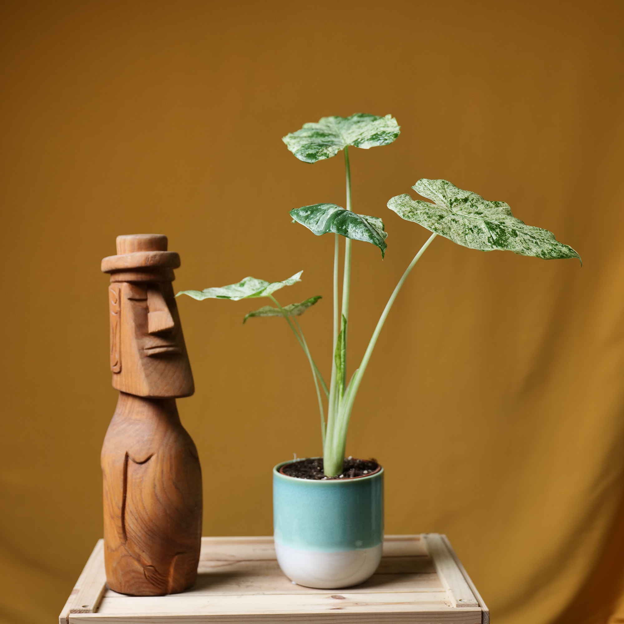 Alocasia odora Batik Variegata 12cm