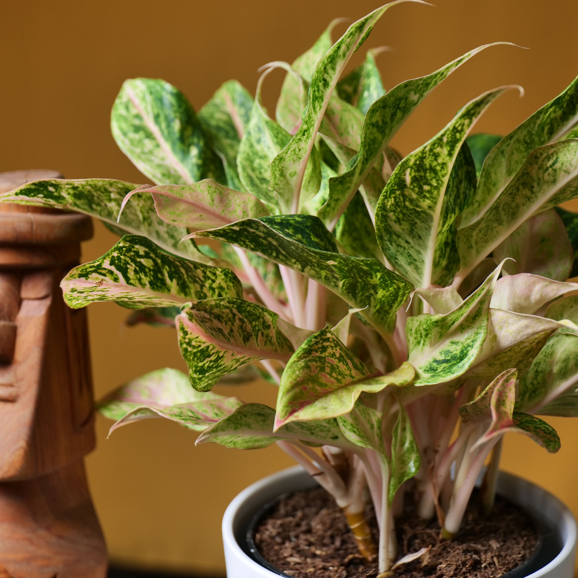 Aglaonema Pomegranate Tea 19cm