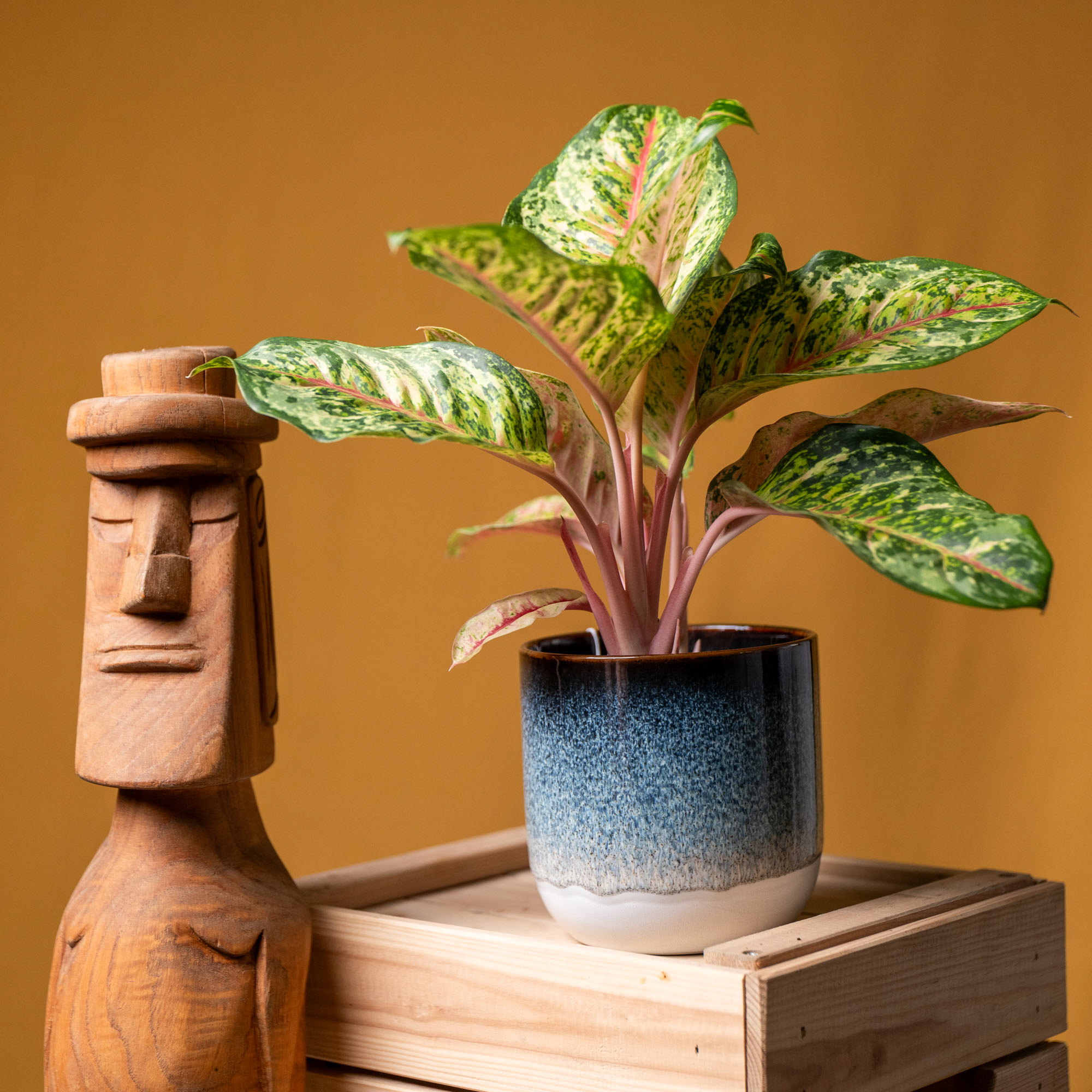Aglaonema Carnival Queen 12cm
