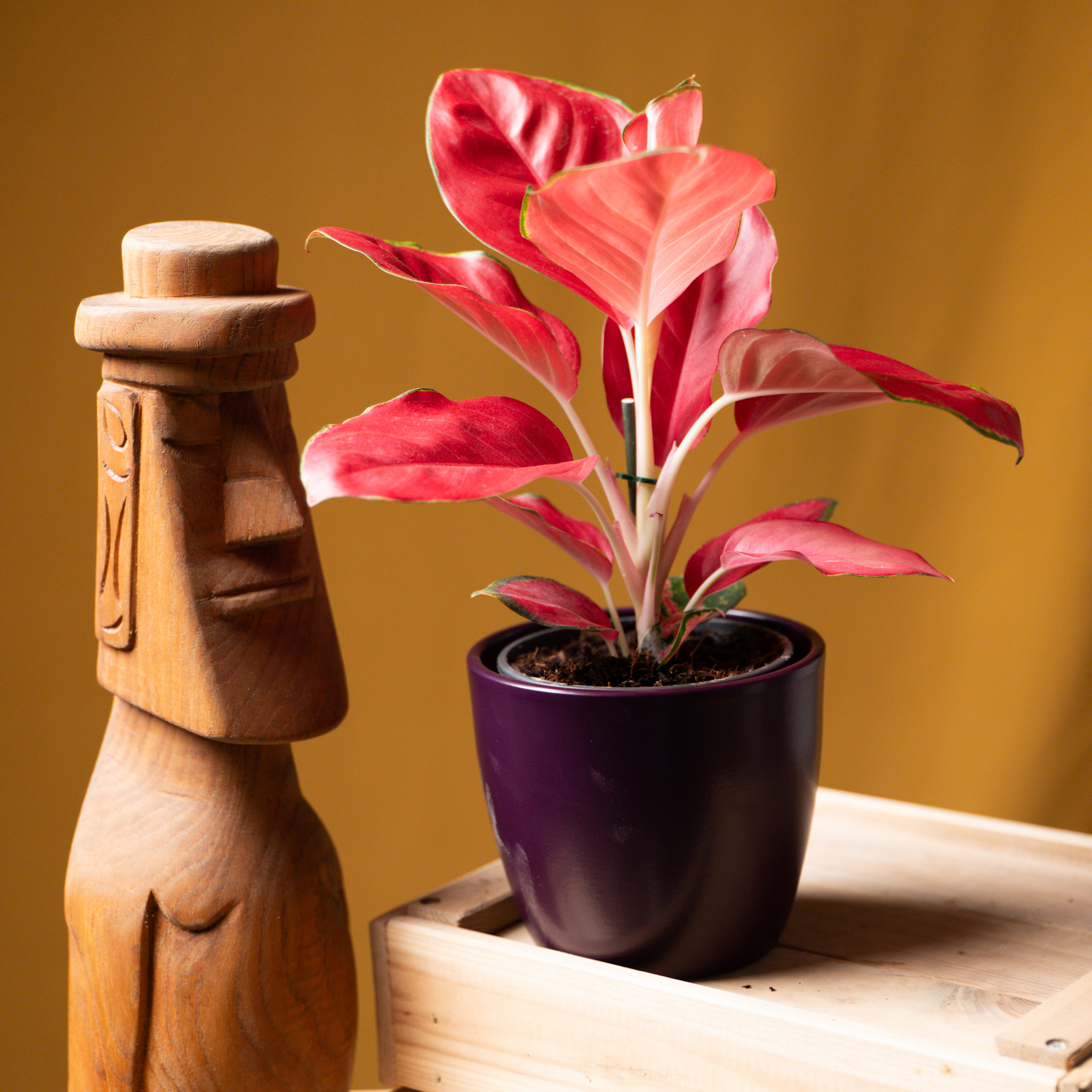 Aglaonema China Red 12cm