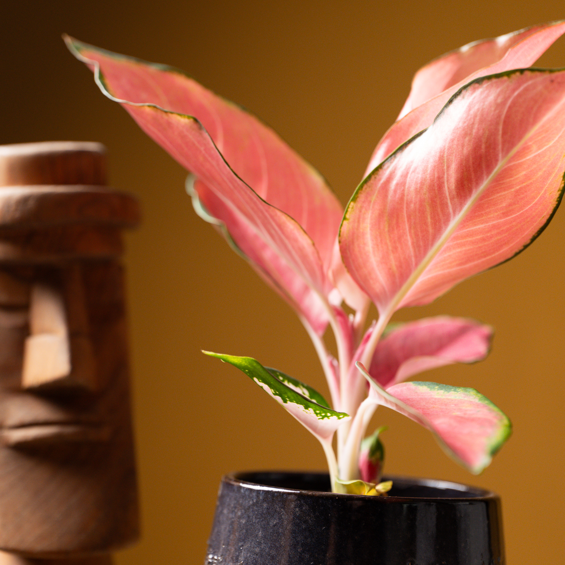 Aglaonema Flamingo 10cm