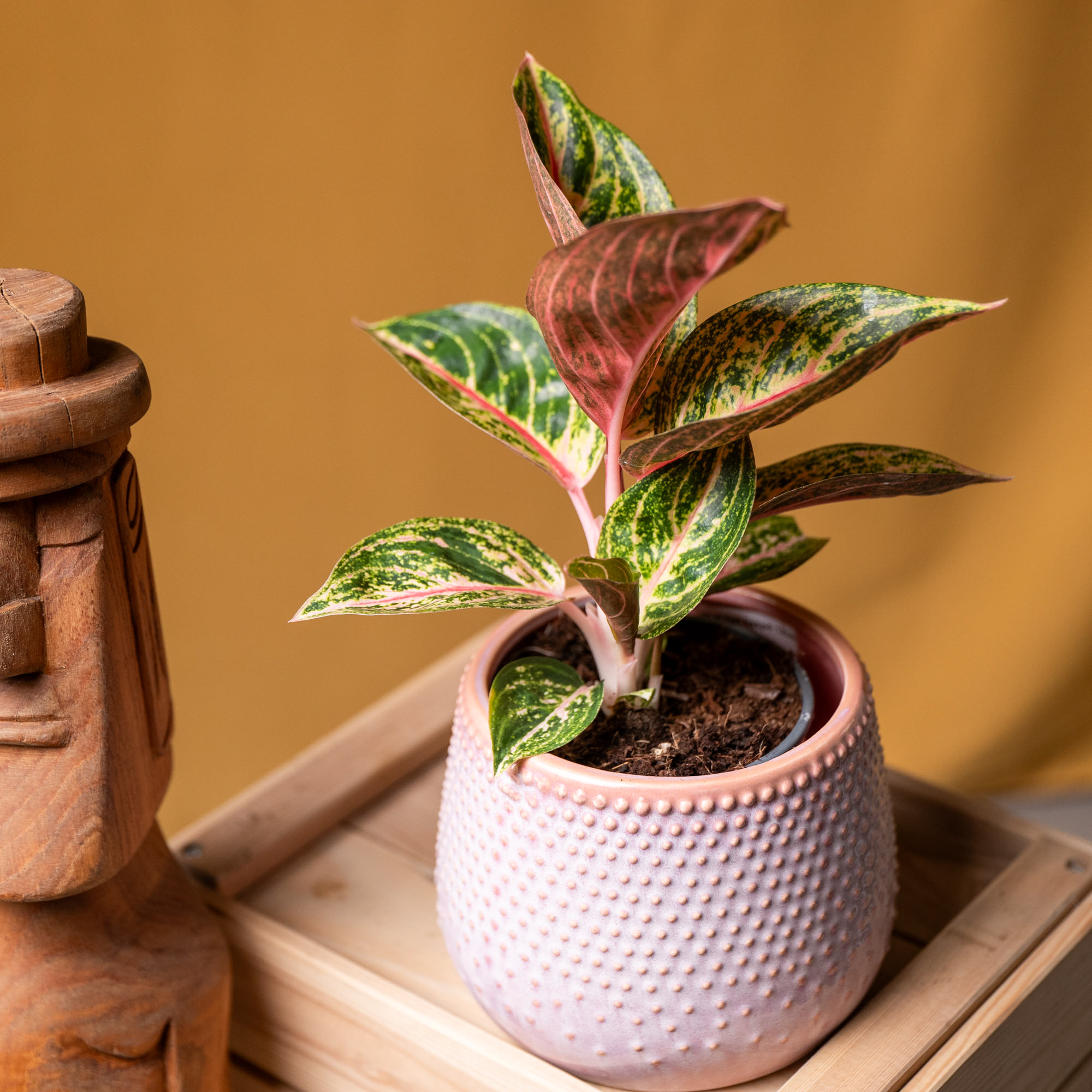 Aglaonema Gold Powder 12cm