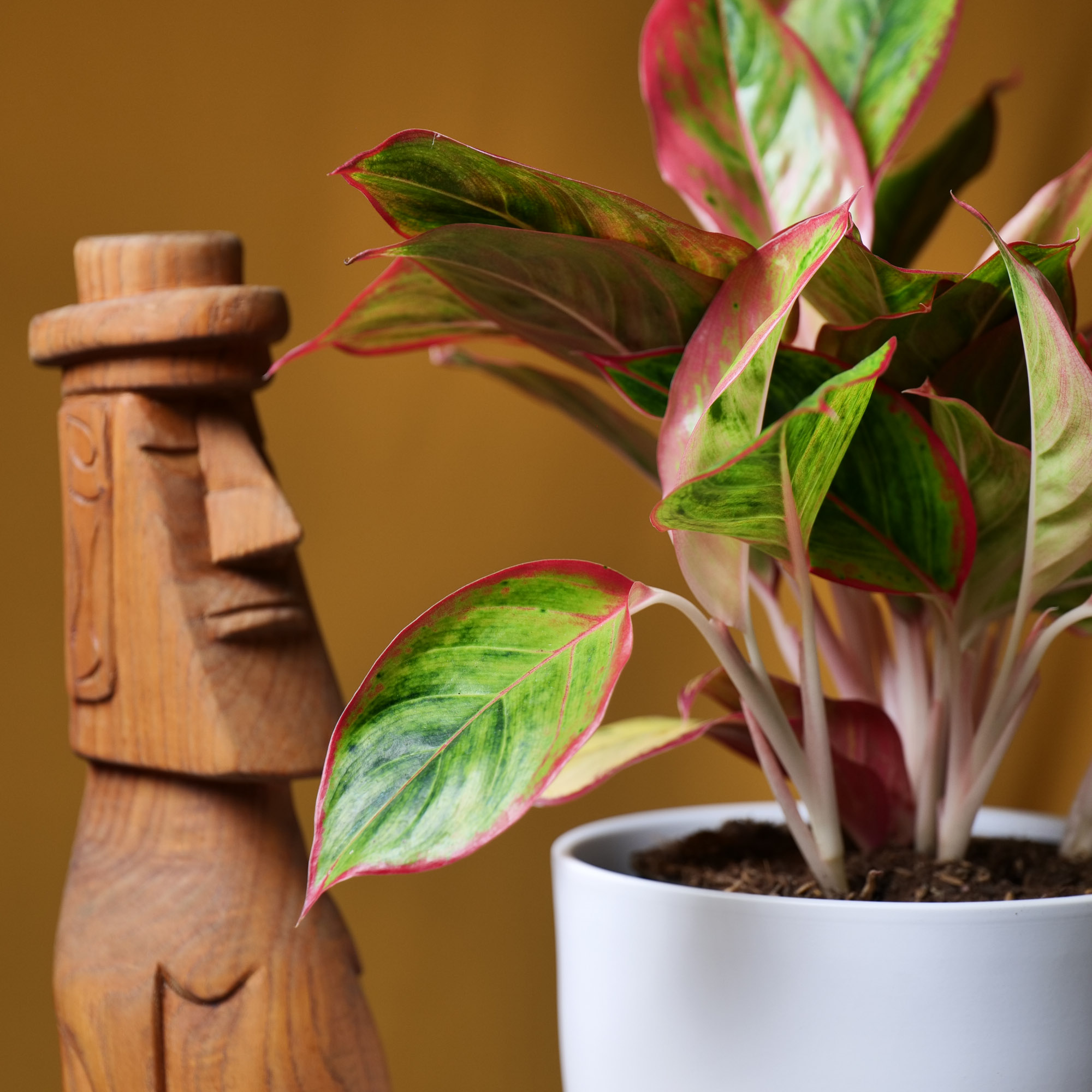 Aglaonema Jamaica red 19cm