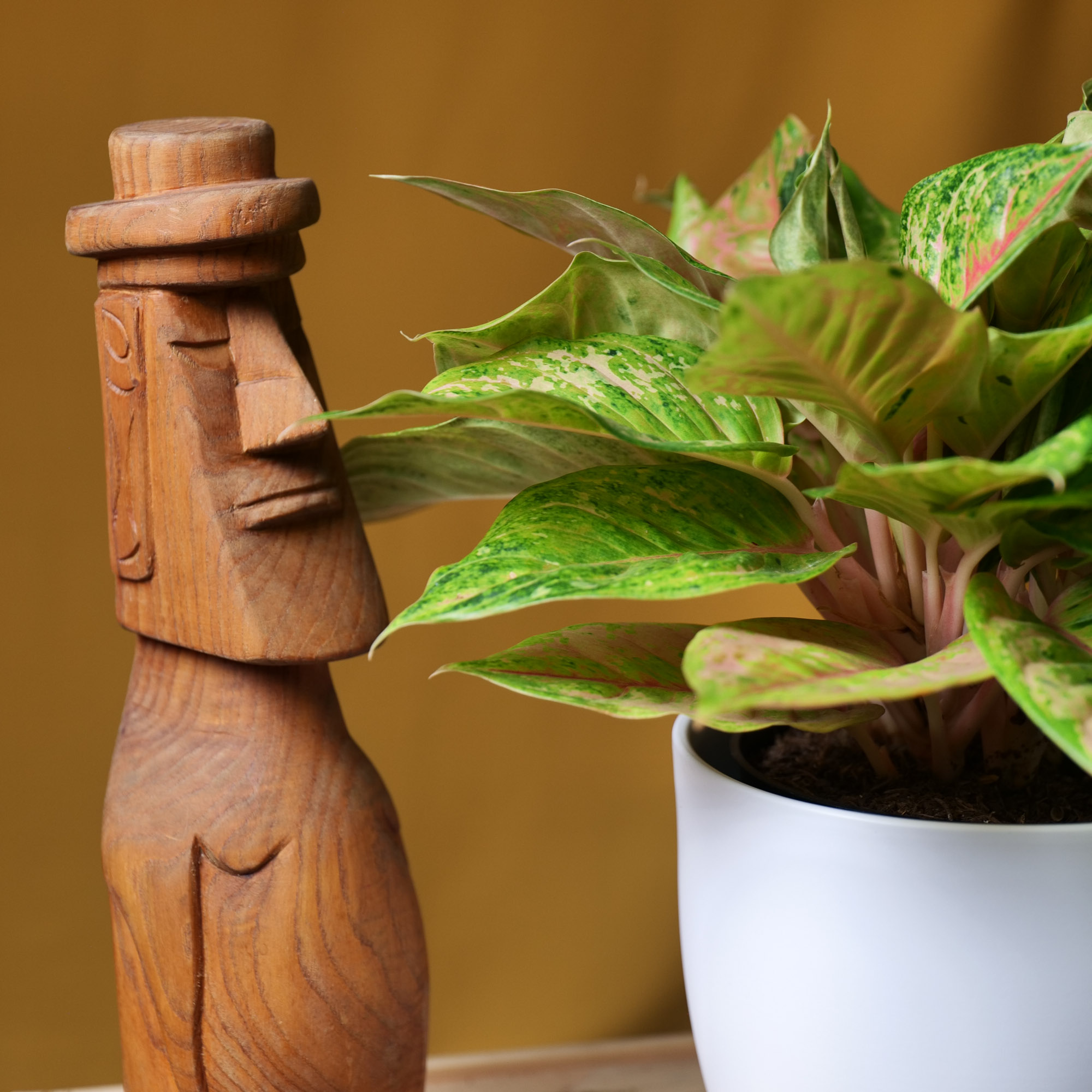 Aglaonema Pastella 19cm